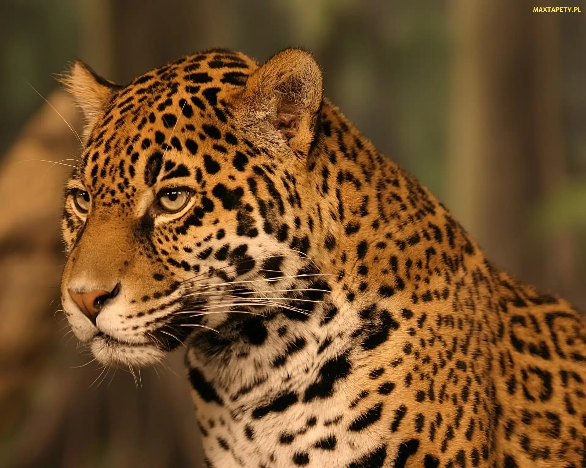 Jaguar