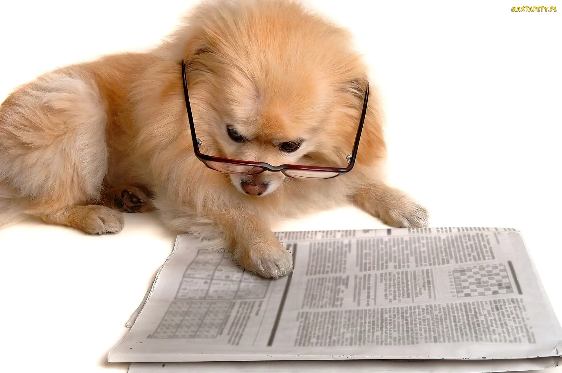 Pies, Gazeta, Okulary, Szpic miniaturowy
