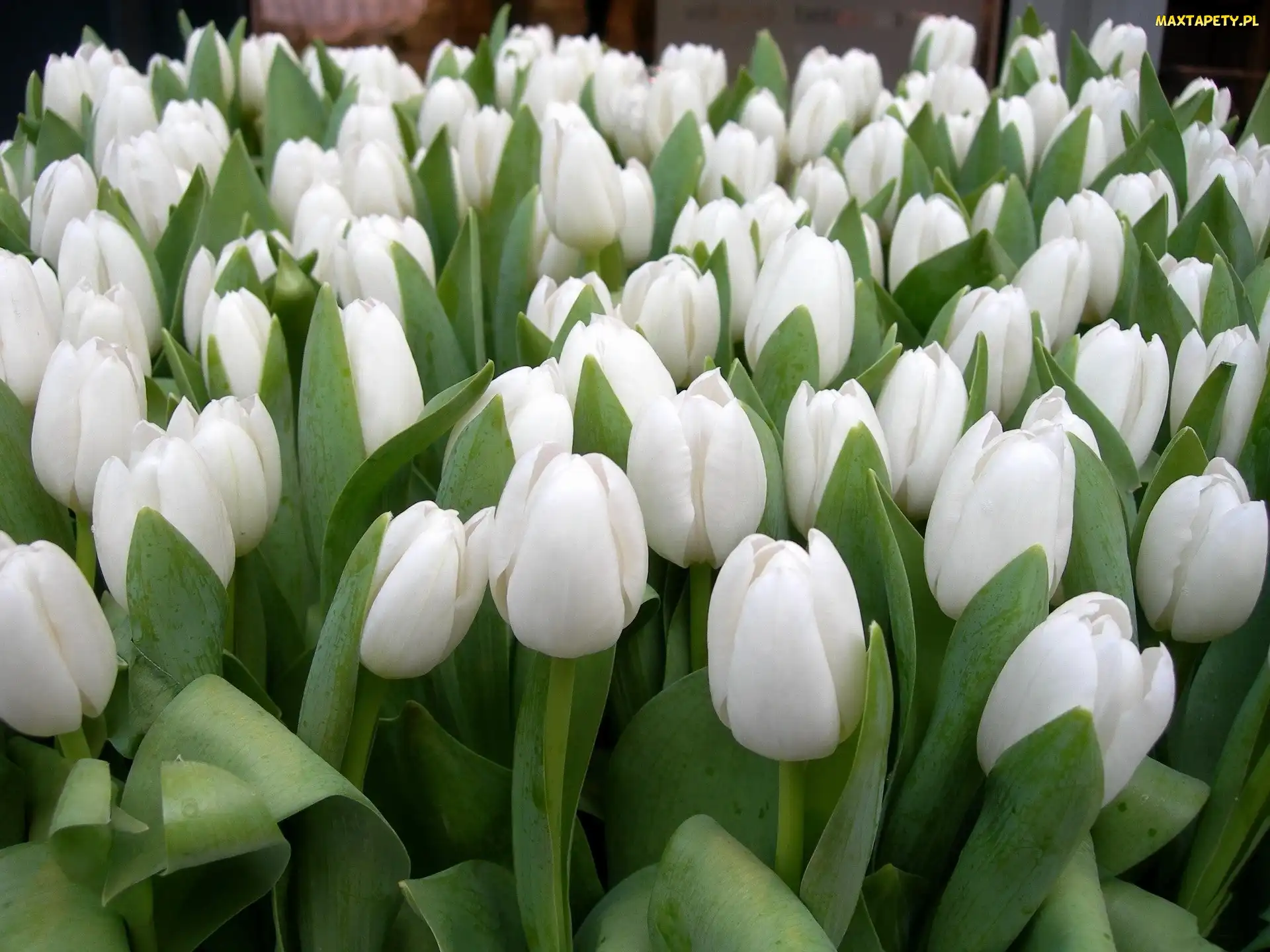 Tulipany, Białe