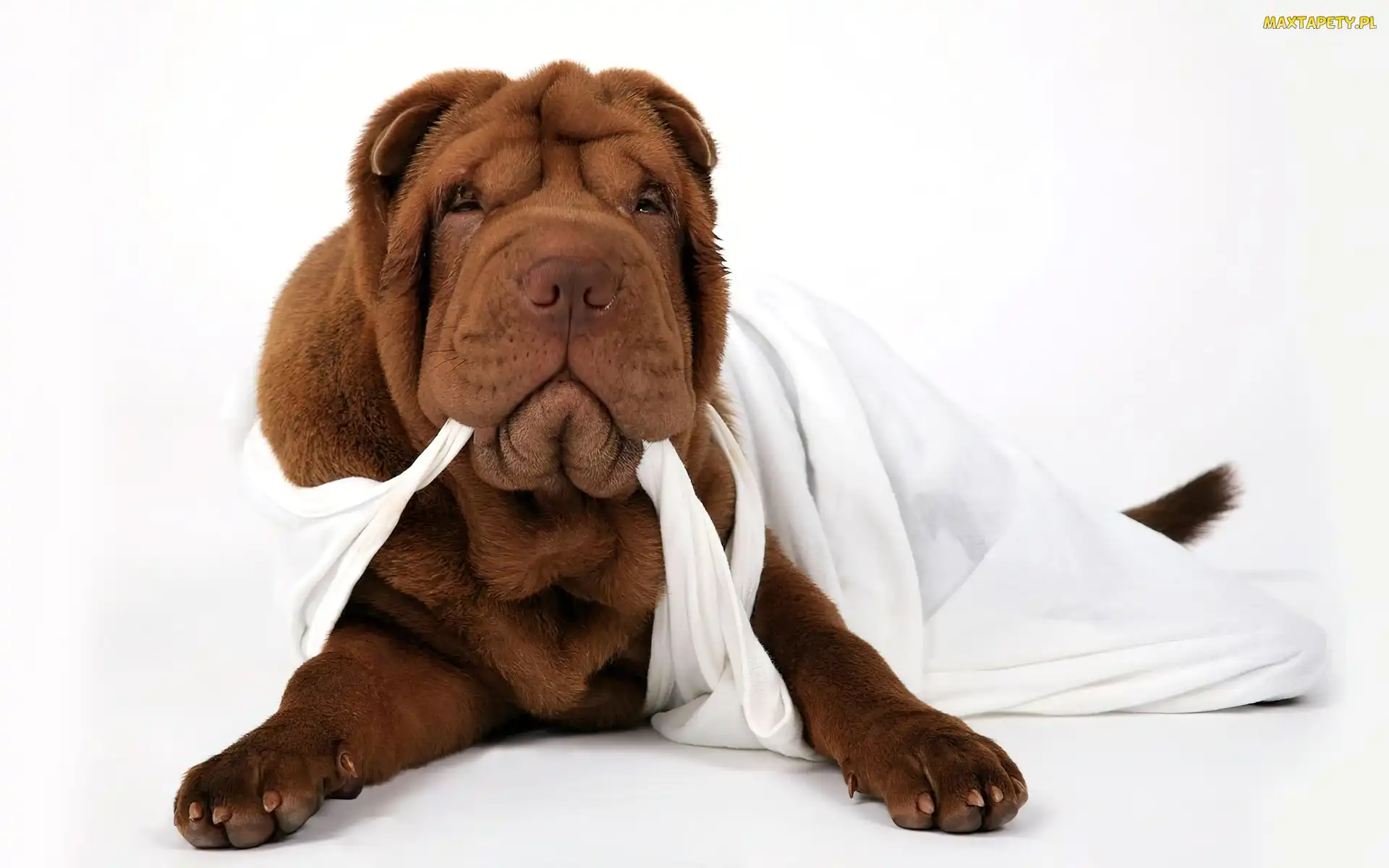 Podkoszulka, Biała, Brązowy, Shar Pei