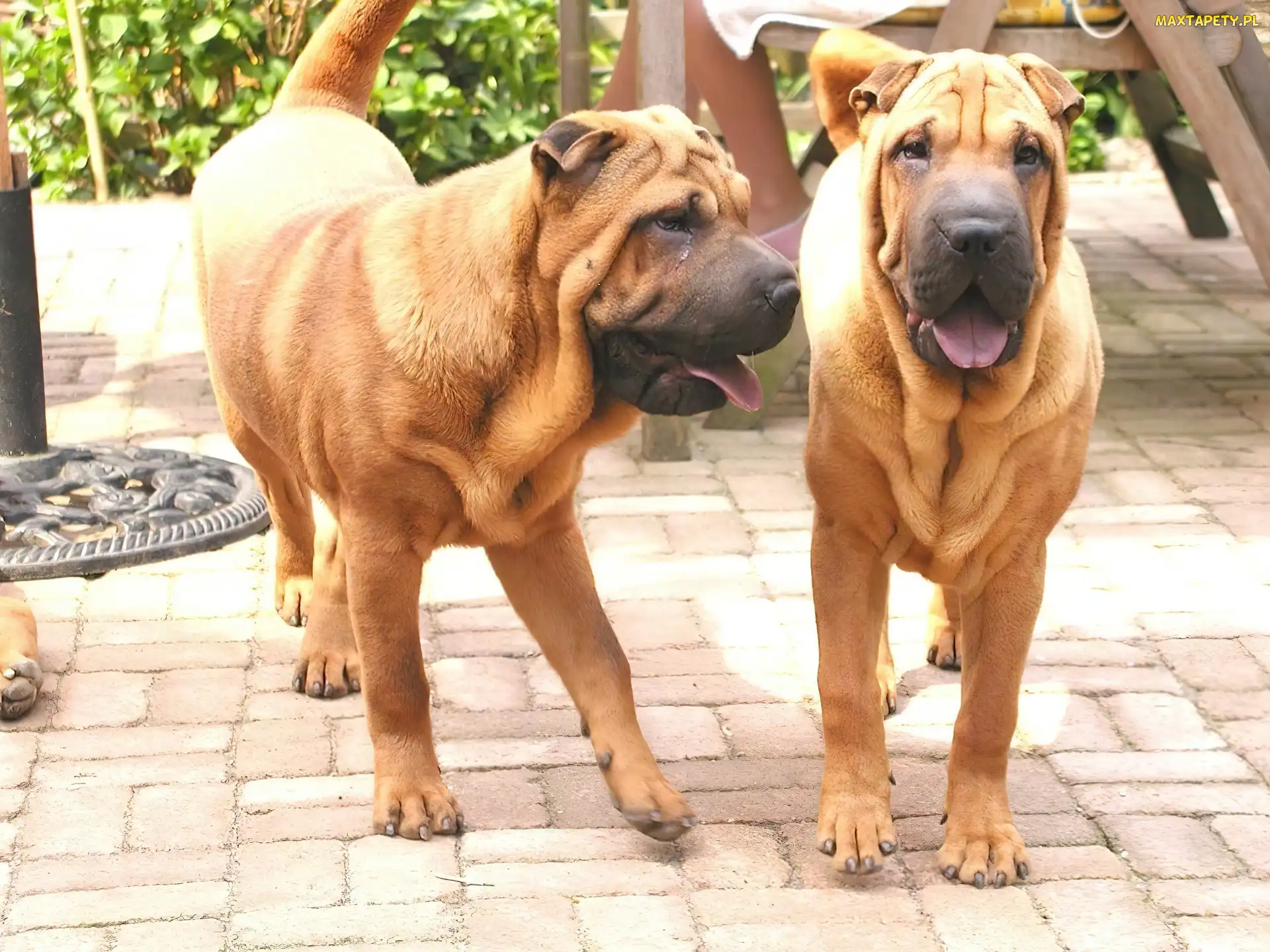 Dwa, Shar Pei, Psy, Dorosłe