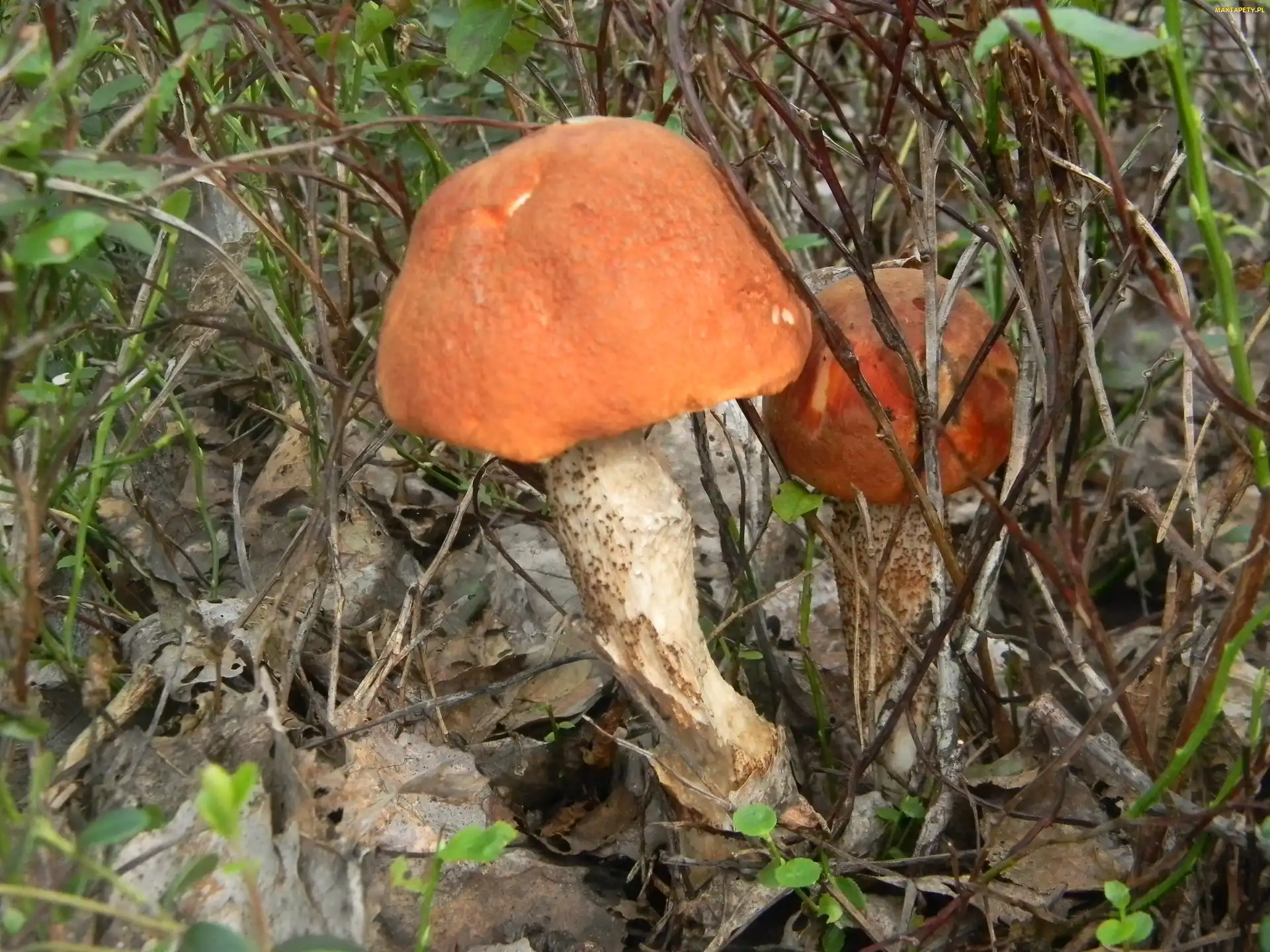 Koźlarz, Czerwony, Grzyb