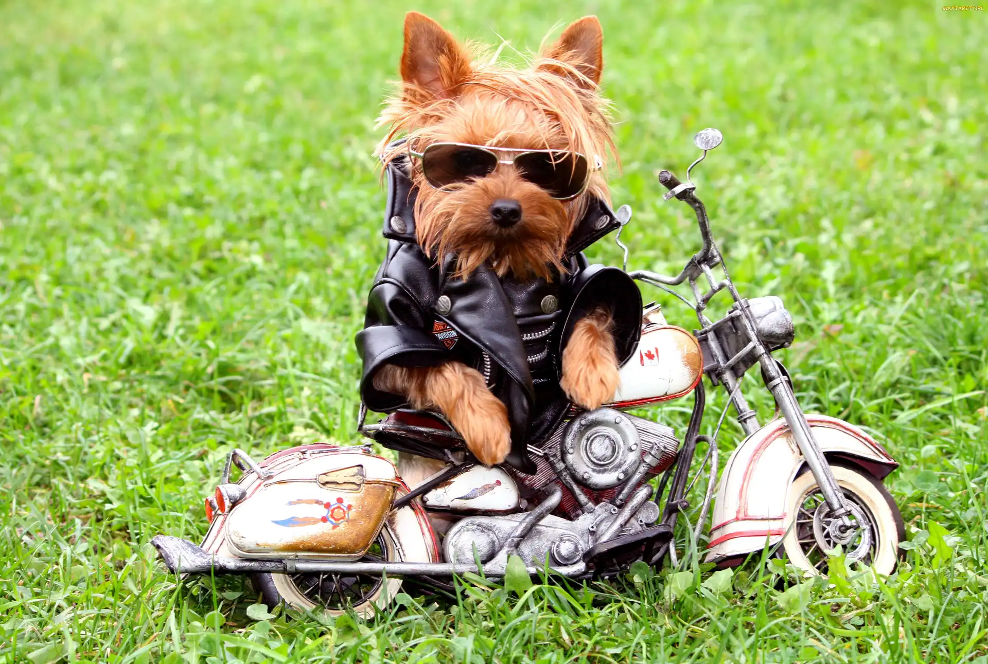 Pies, Skóra, Motor, Okulary, Motocyklista