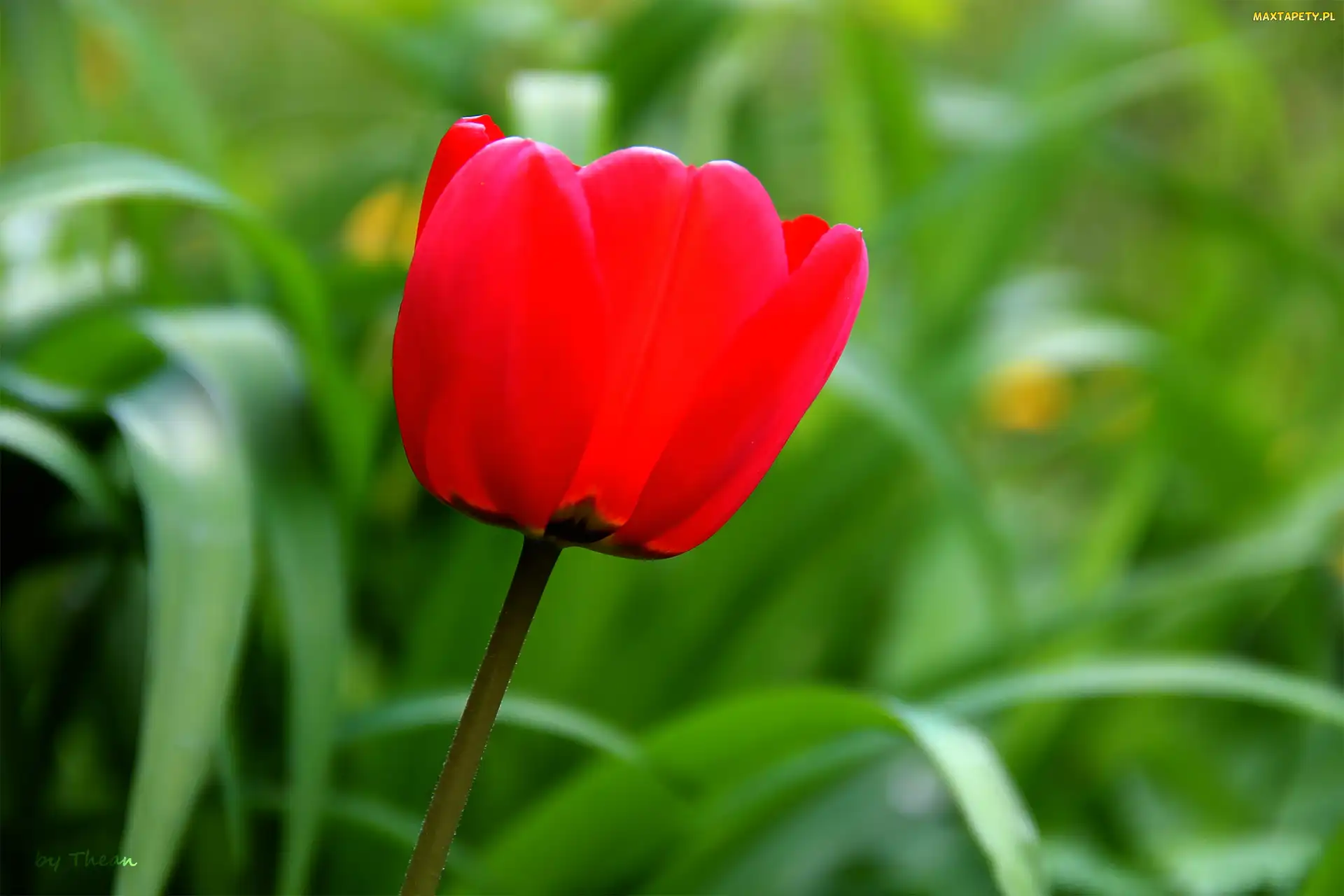 Tulipan, Czerwony