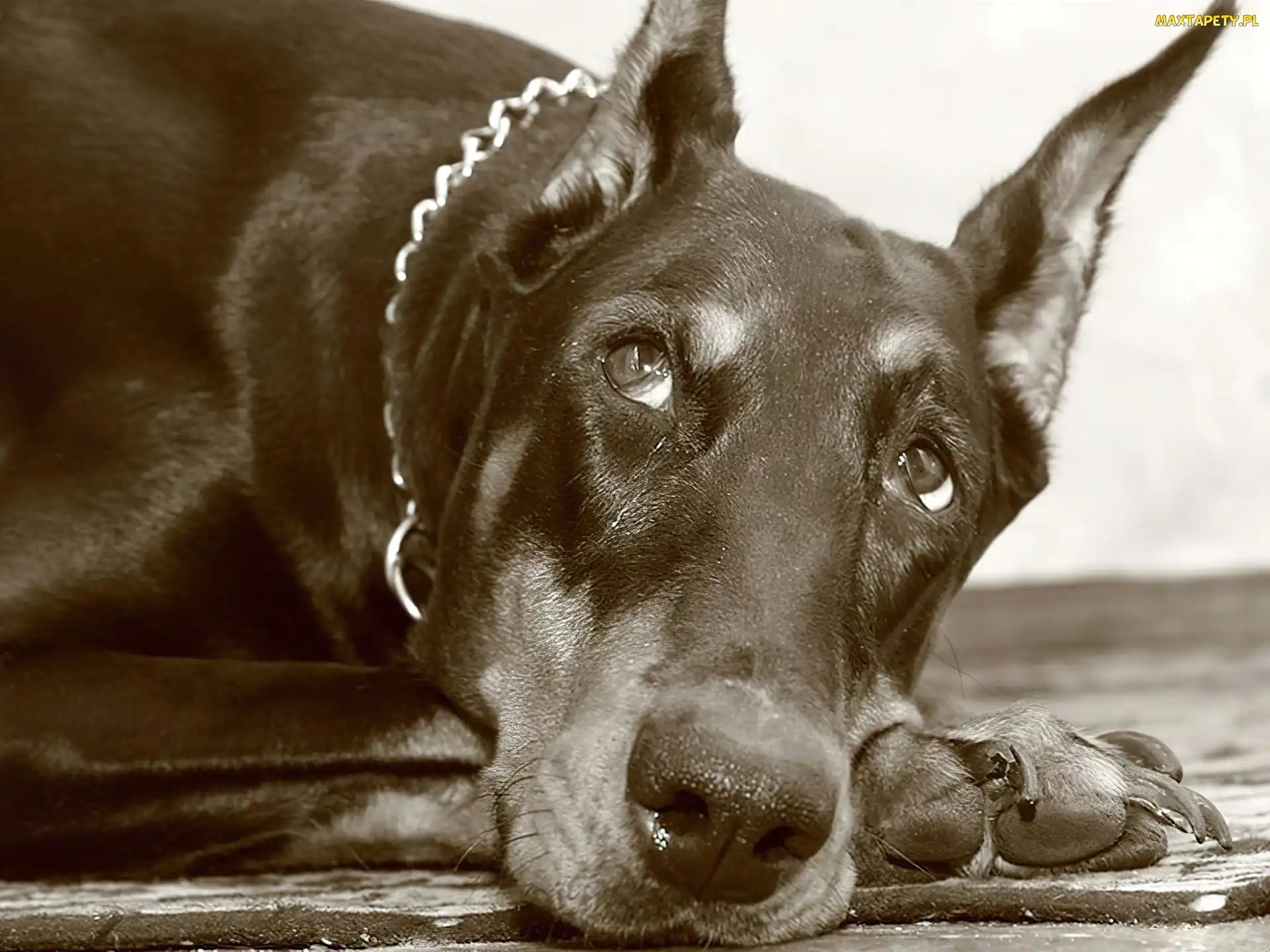 Spojrzenie, Obroża, Doberman