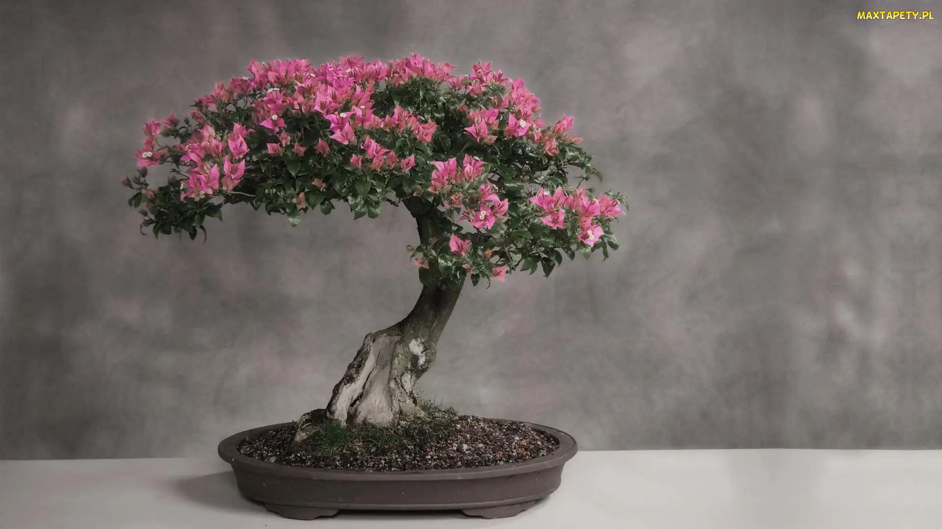 Drzewko, Bonsai, Małe