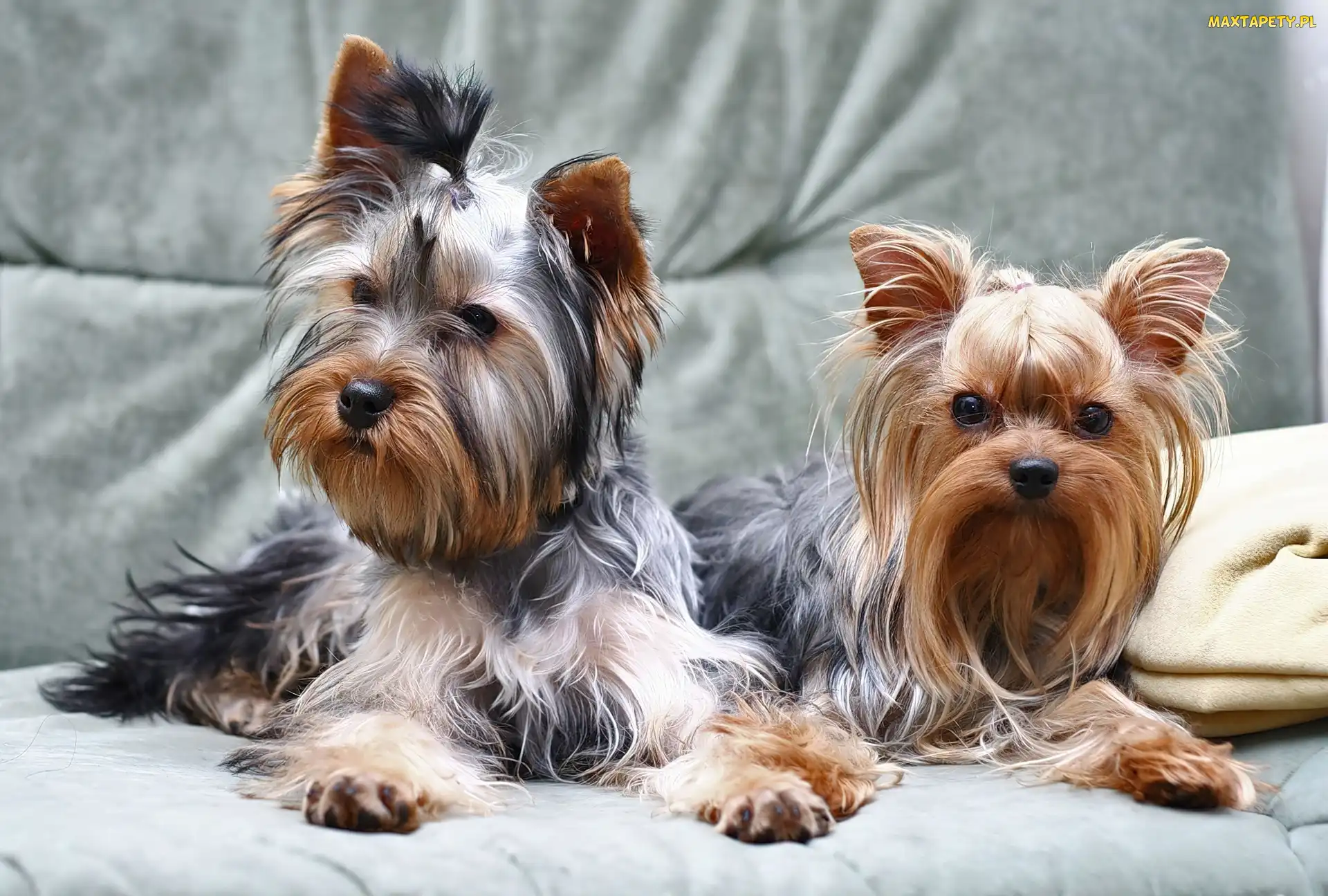 Yorki, Kanapa, Dwa
