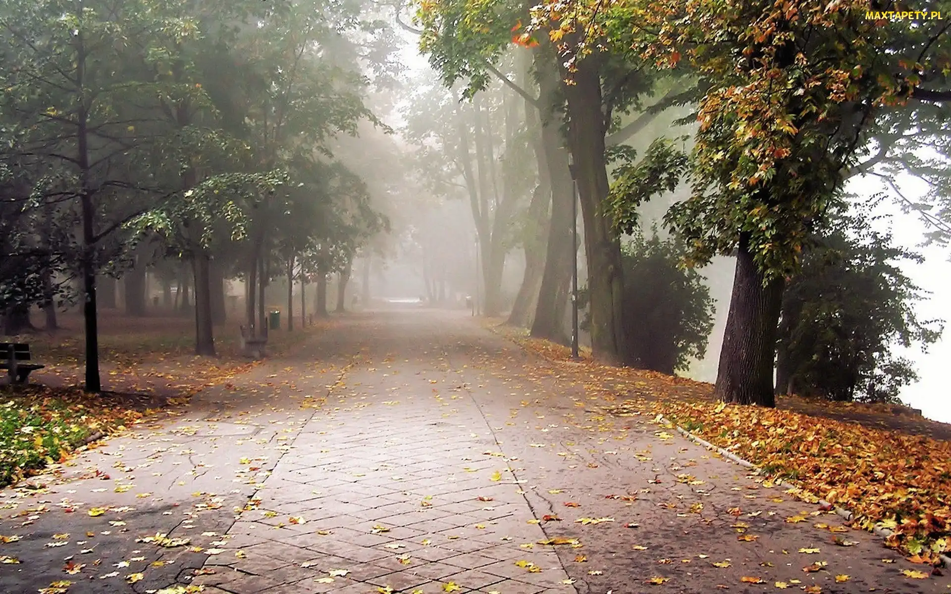 Mgła, Liście, Chodnik, Park, Drzewa, Ławki
