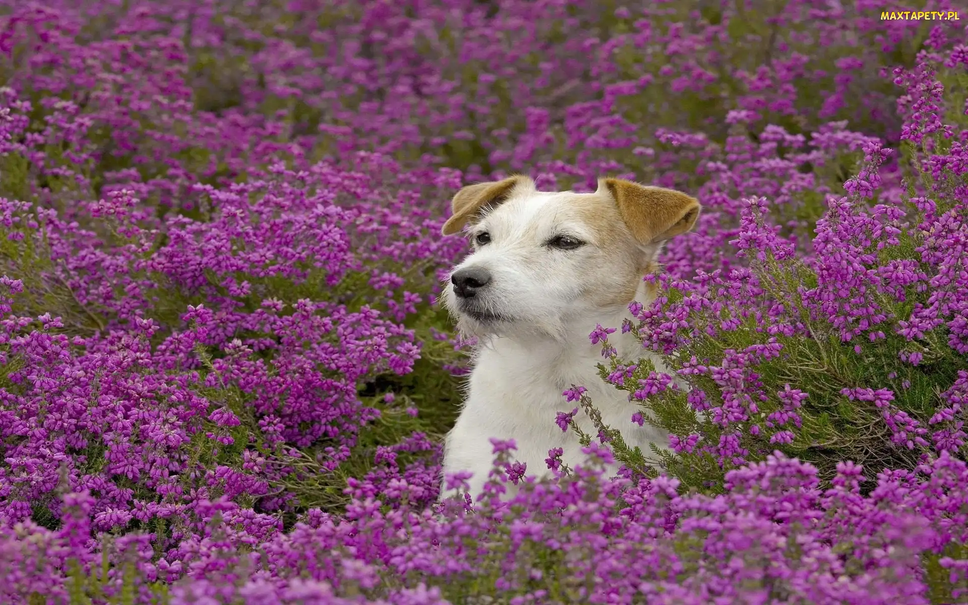 Łąka, Terrier, Jack, Russell, Kwiaty