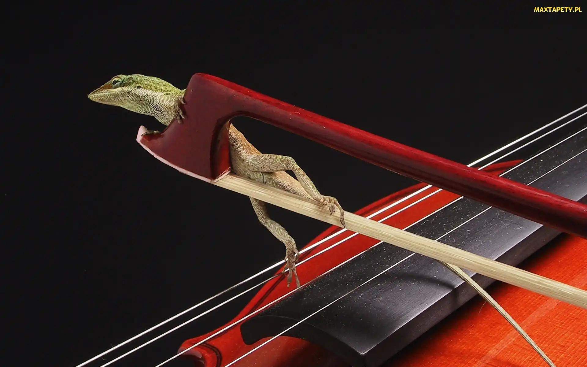 Anolis zielony, Jaszczurka