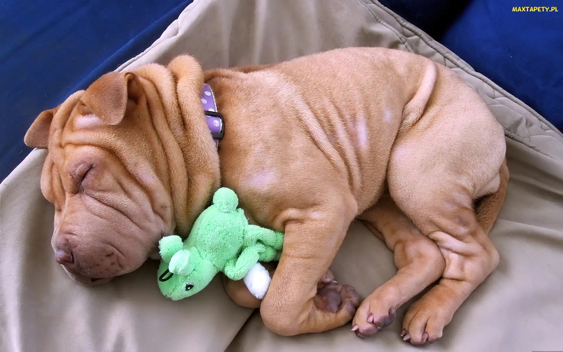 Shar Pei, Maskotka, Szczeniaczek