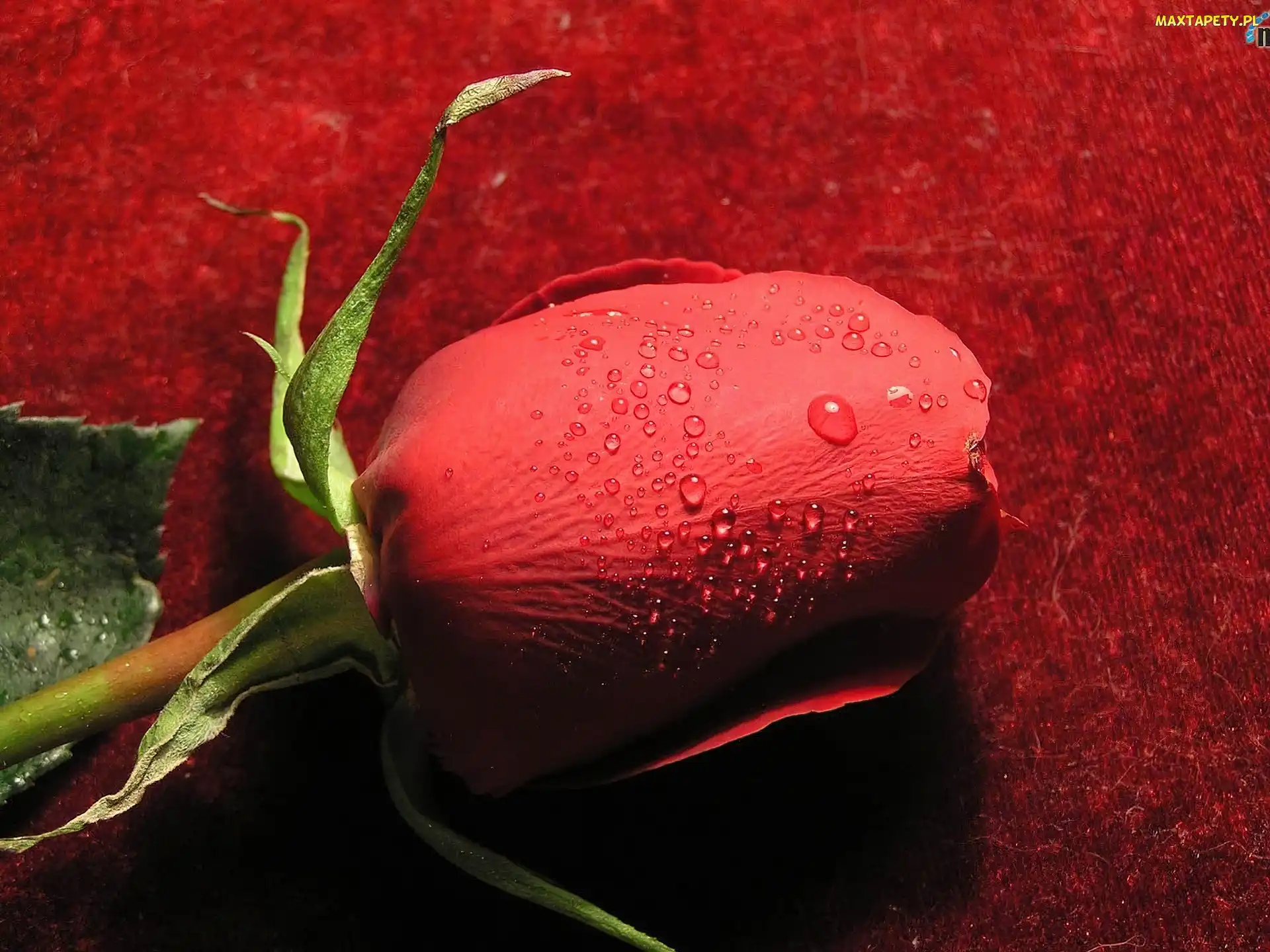 Rosy, Krople, Czerwona, Róża