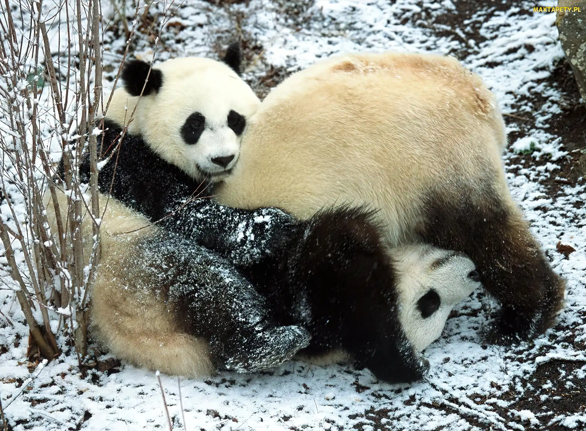 Zabawa, Panda, Dwa, Misie