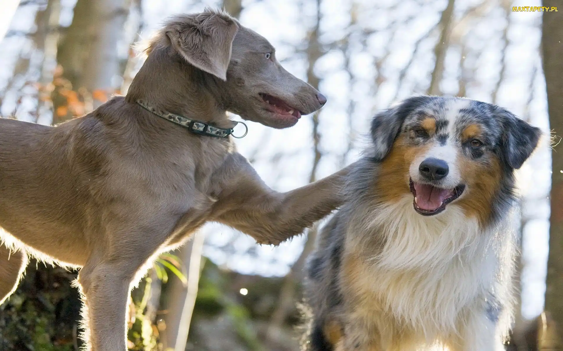 Wyżeł weimarski, Australian shepherd, Owczarek australijski