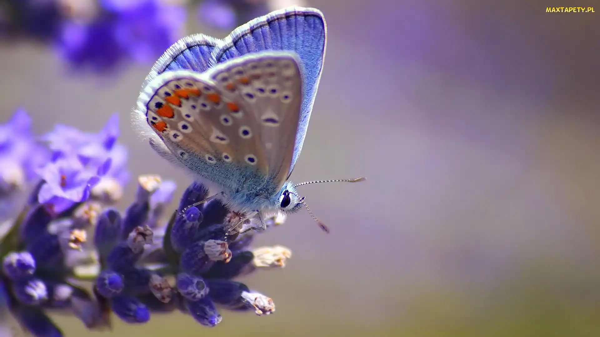 Motyl, Kwiat, Błękitny