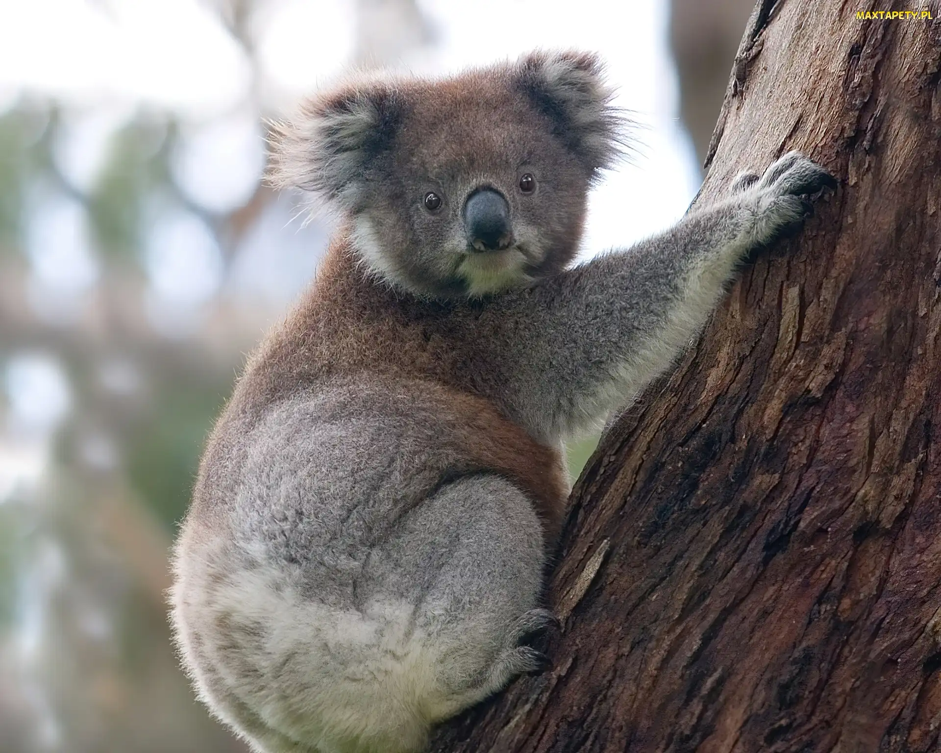 Koala, Drzewo, Miś