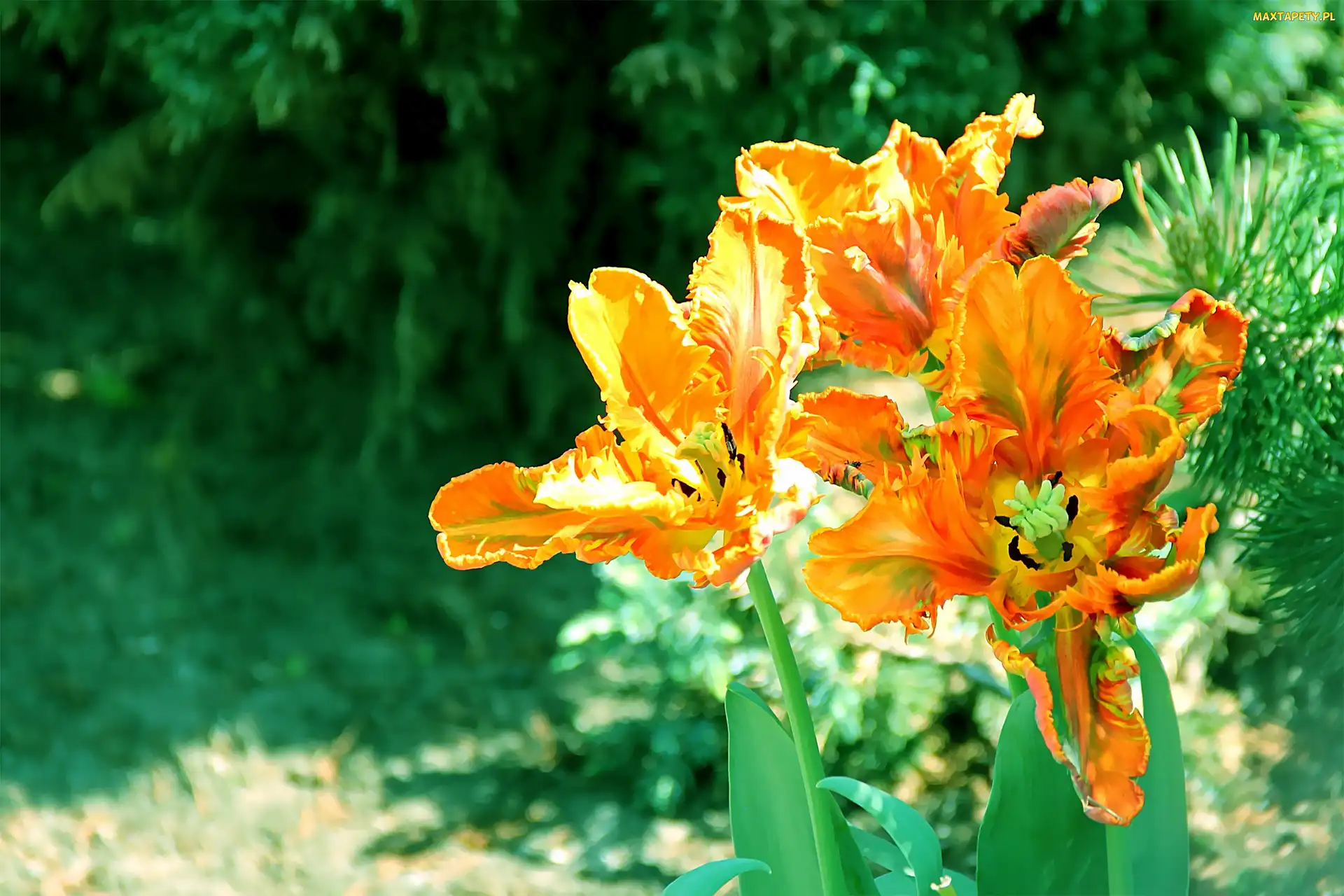 Postrzępione, Płatki, Tulipany