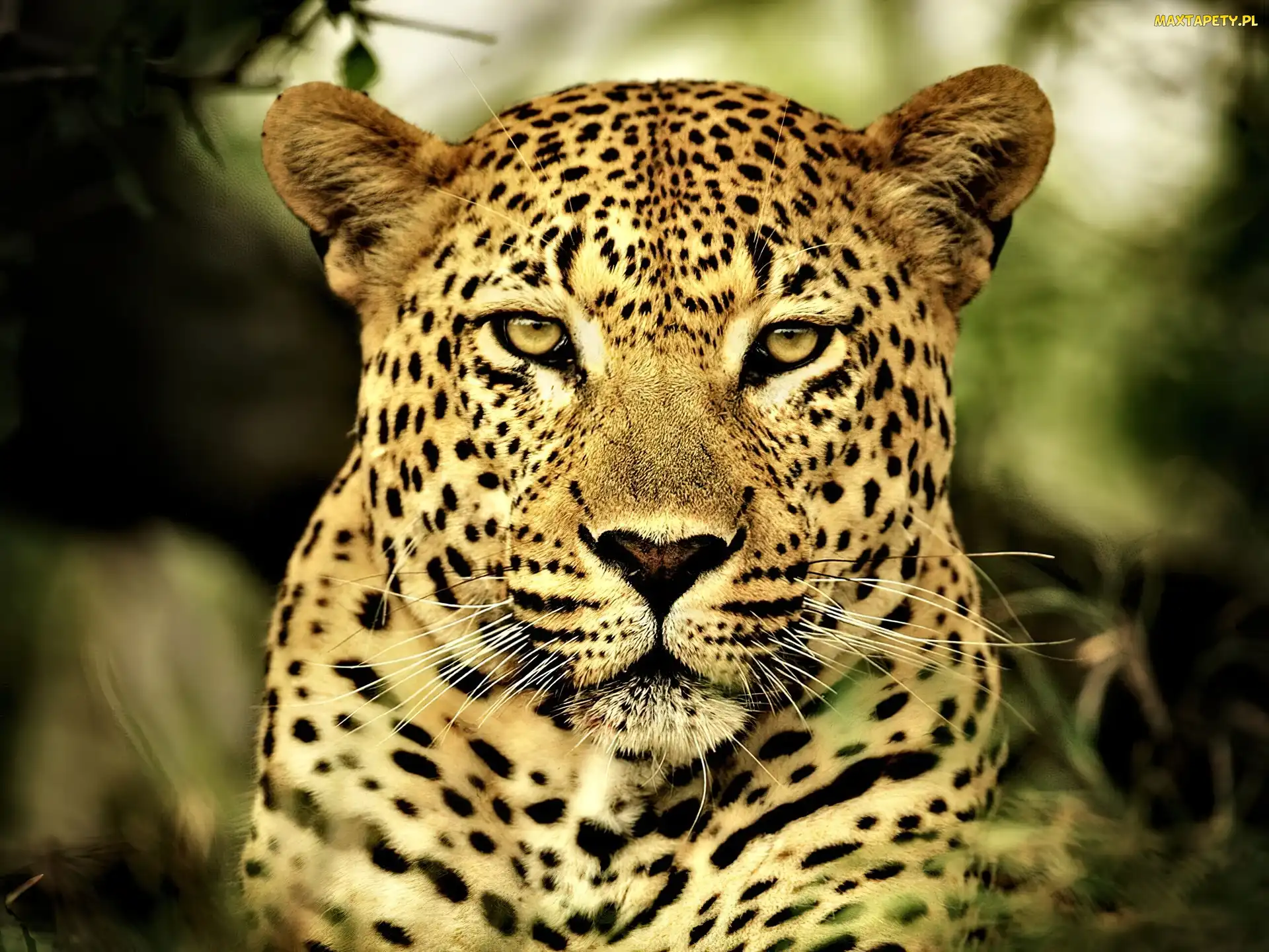 Leopard, Futro, Oczy