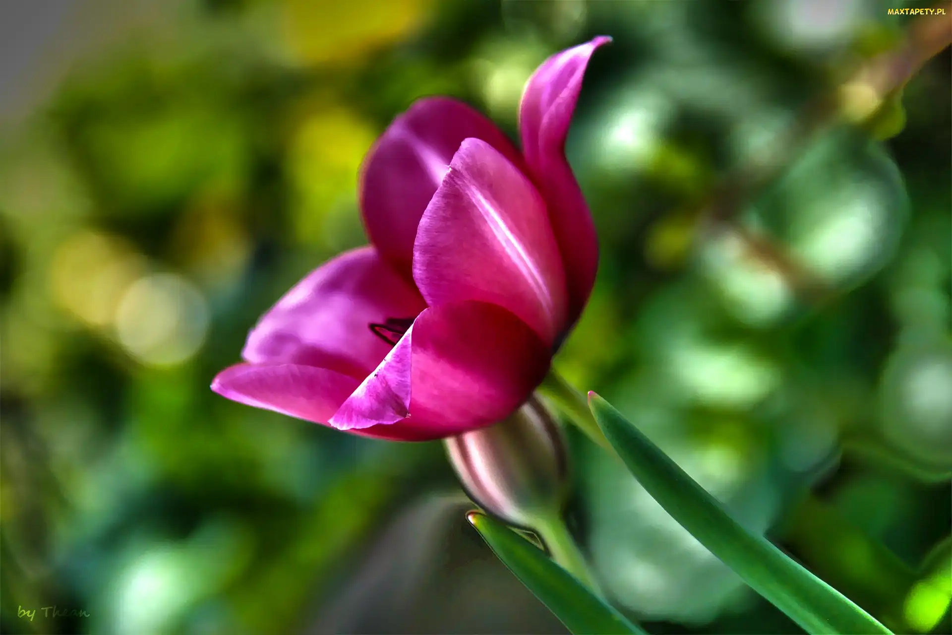 Różowy, Tulipan