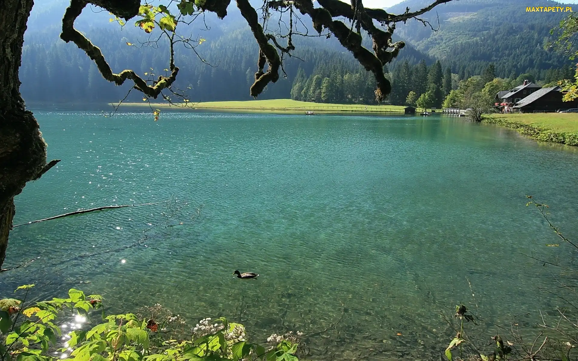 Kaczka, Drzewa, Staw, Góry