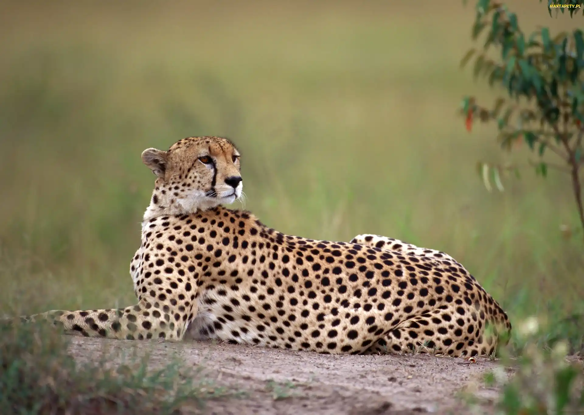 Piękny, Gepard