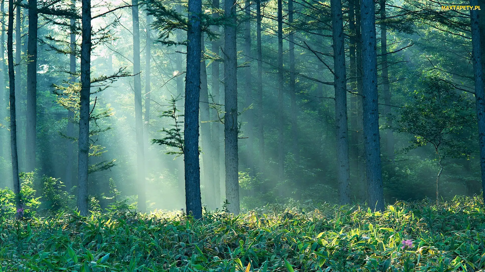 Drzewa, Słońca, Promienie, Trawy
