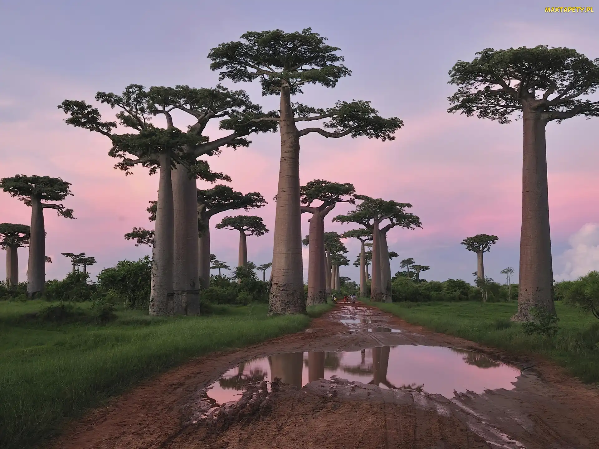 Kałuże, Droga, Drzewa, Baobab