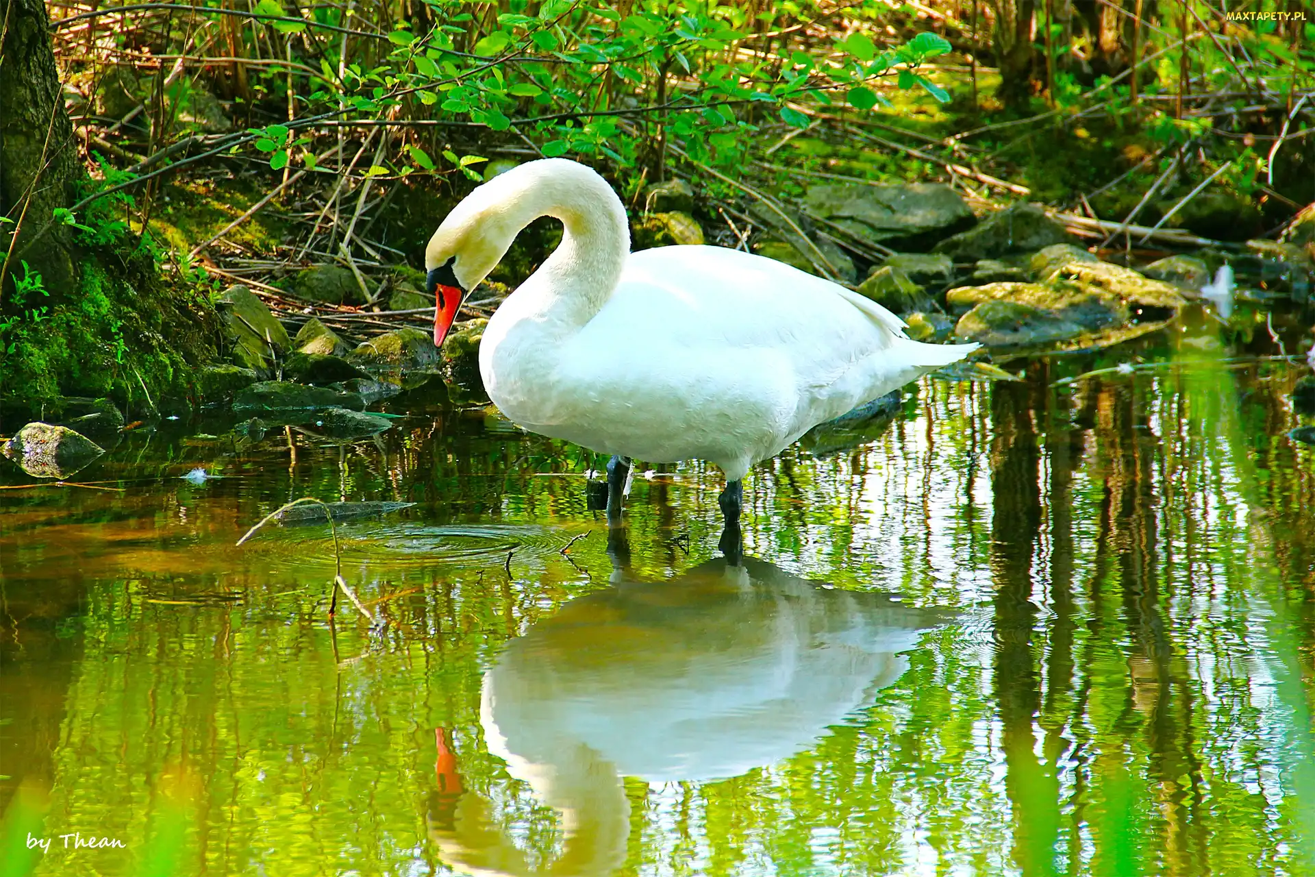 Łabędź