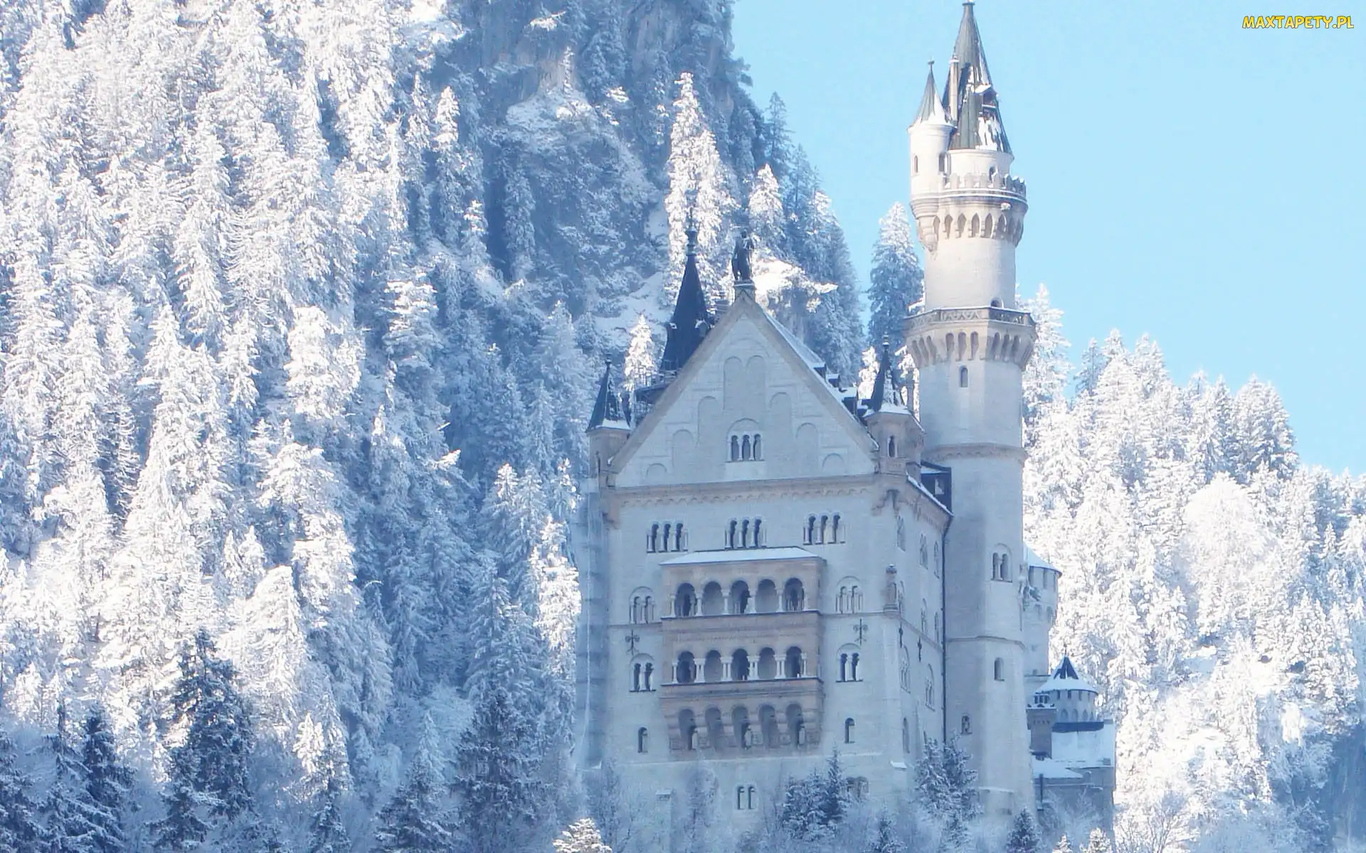 Bawaria, Drzewa, Lasy, Zamek Neuschwanstein, Niemcy