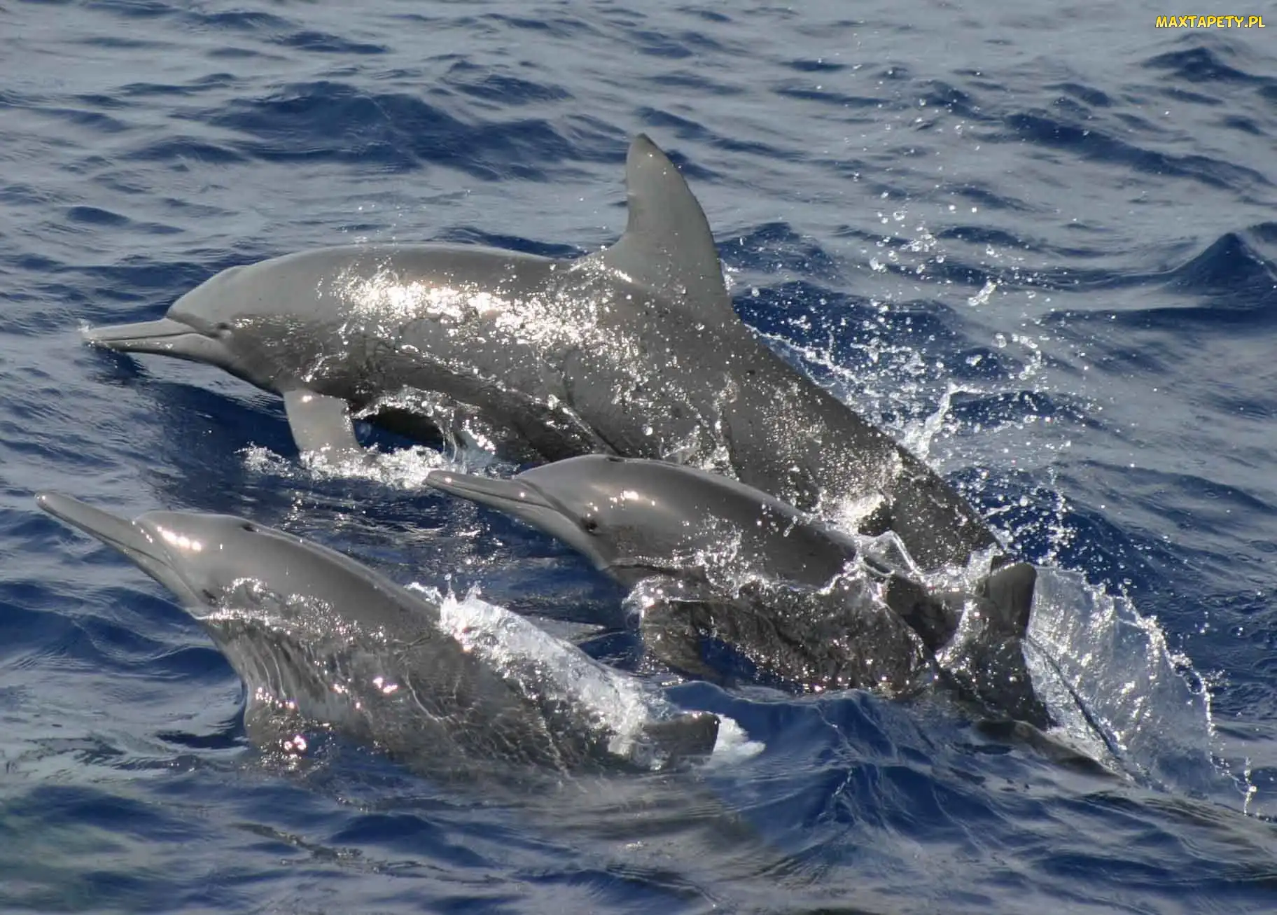 Delfiny, Ocean
, Trzy