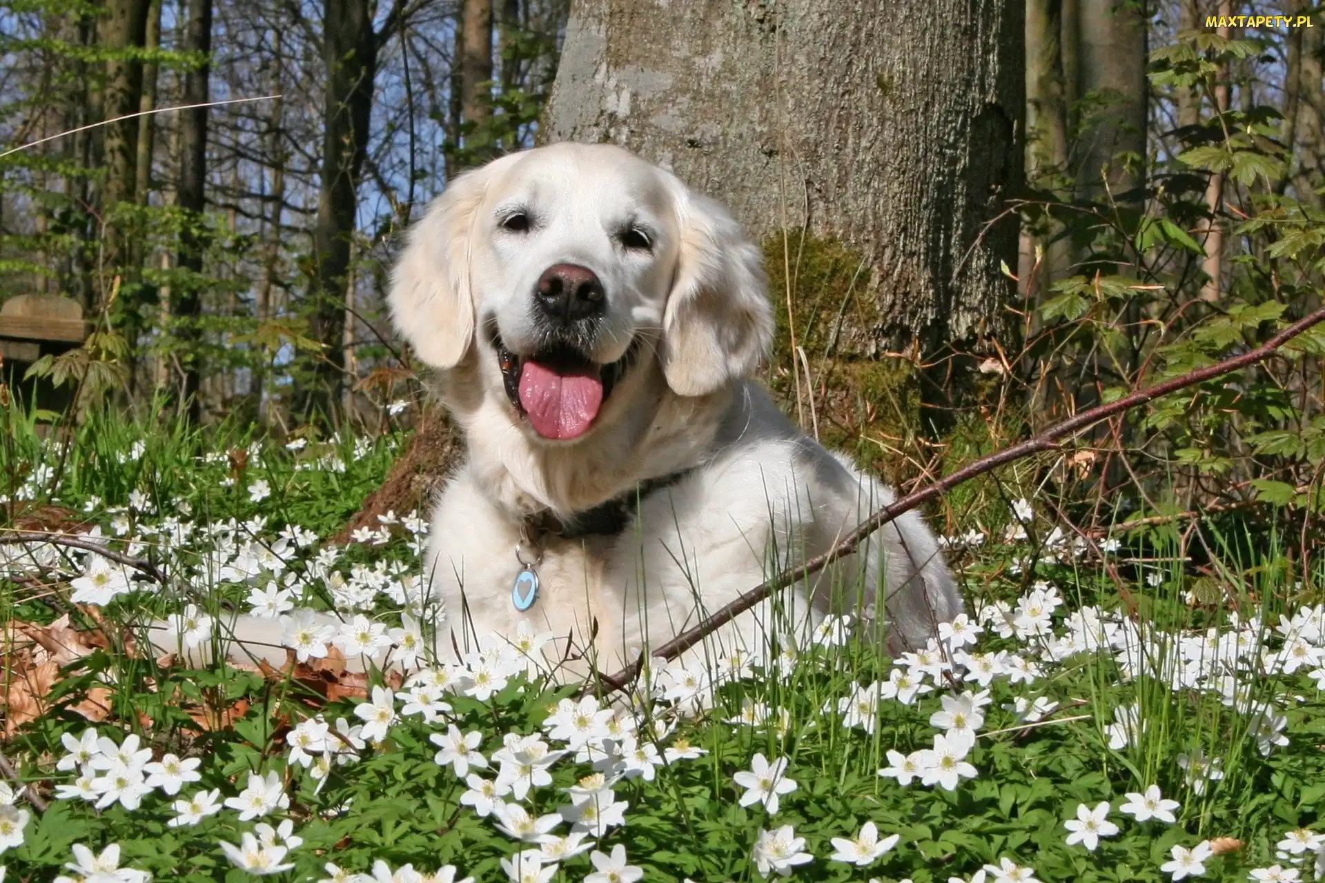 Zawilce, Golden retriever