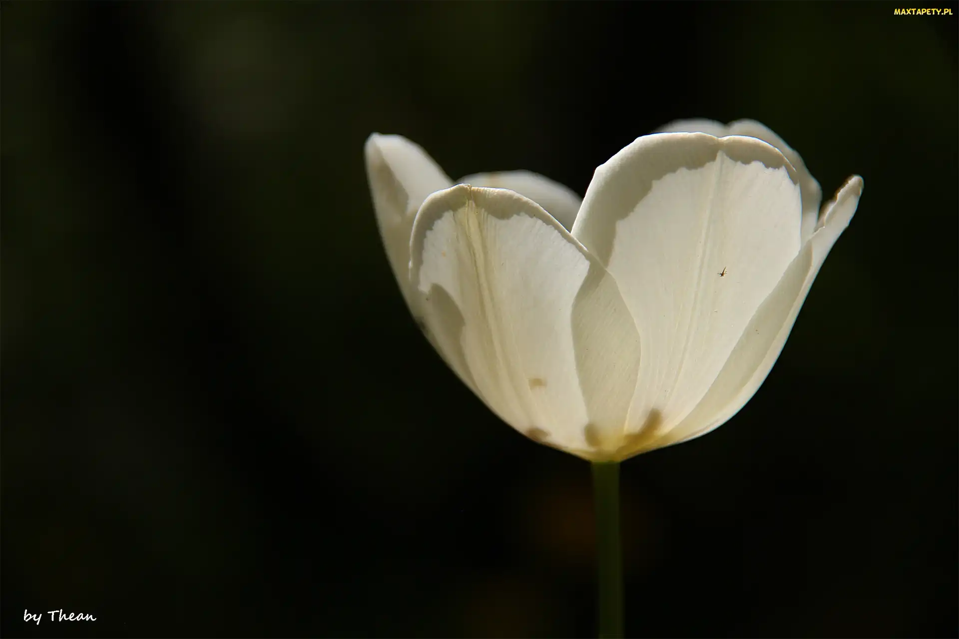 Tulipan, Biały
