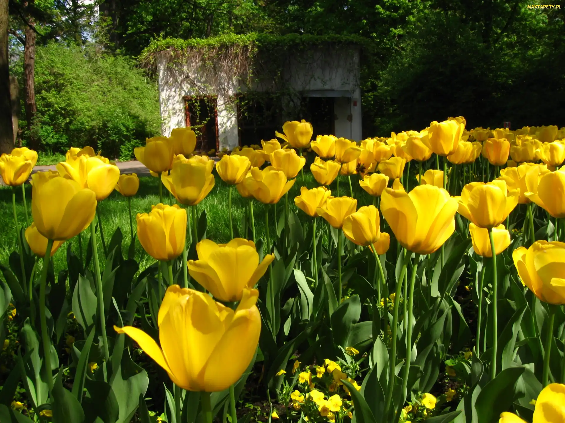 Żółte, Altana, Tulipany