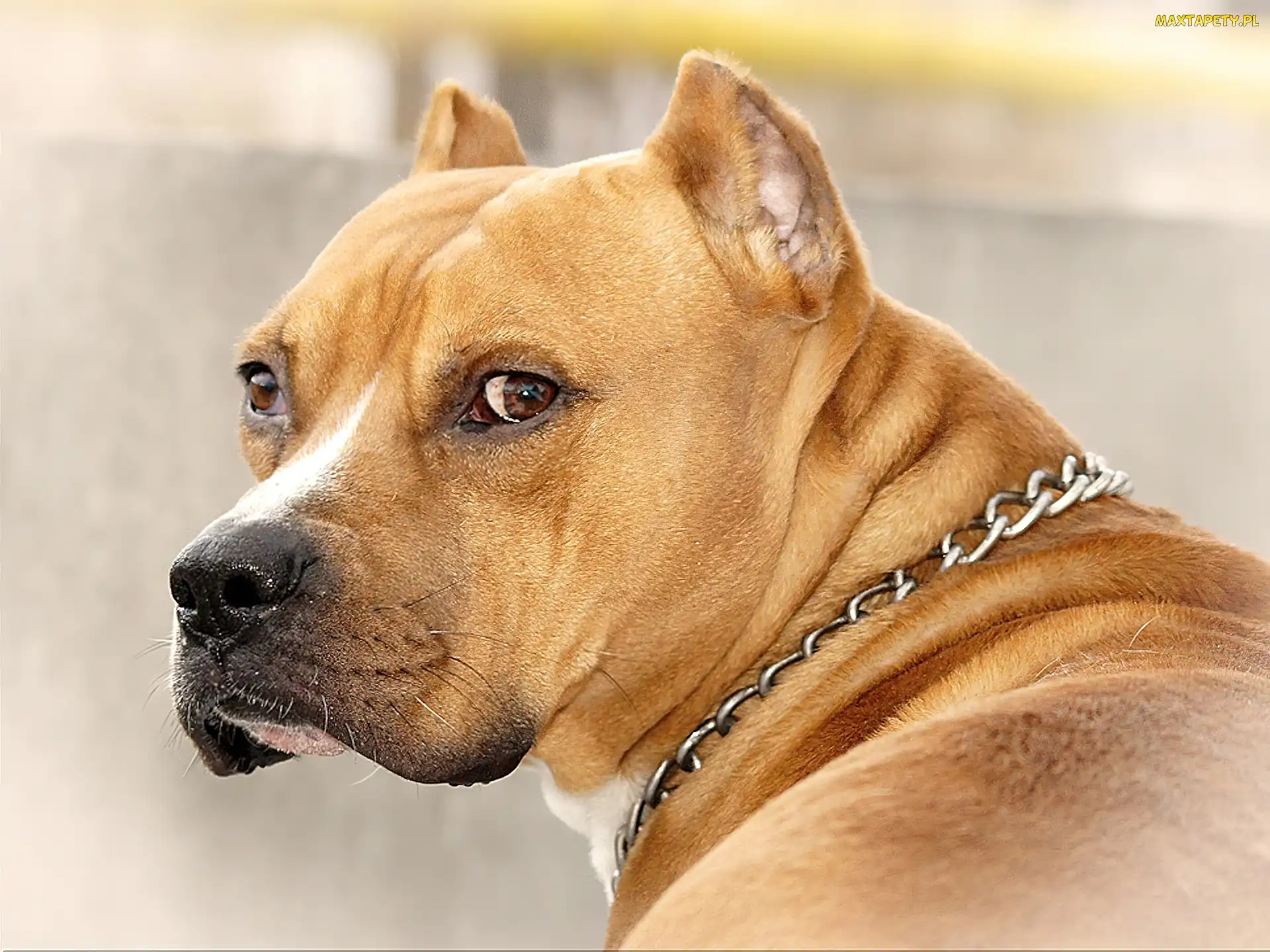 Amstaff, Obroża, Brązowy