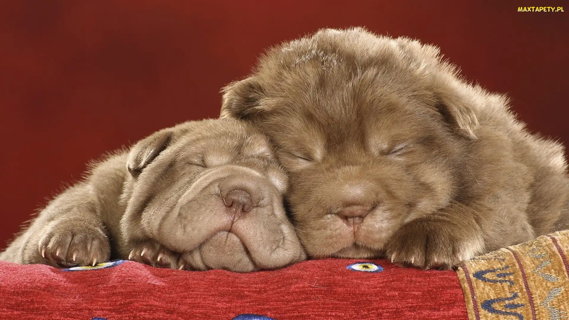 Śpiące, Shar Pei, Dwa
