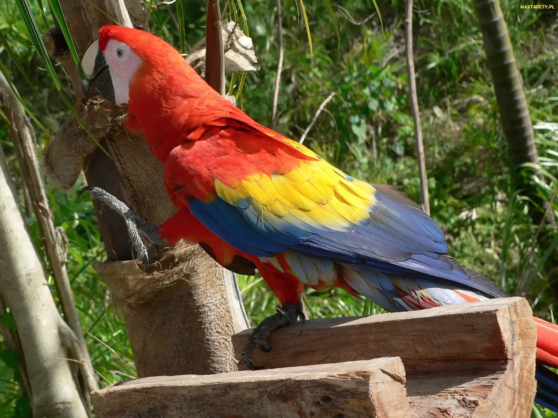 Papuga, Ara, Kolorowa