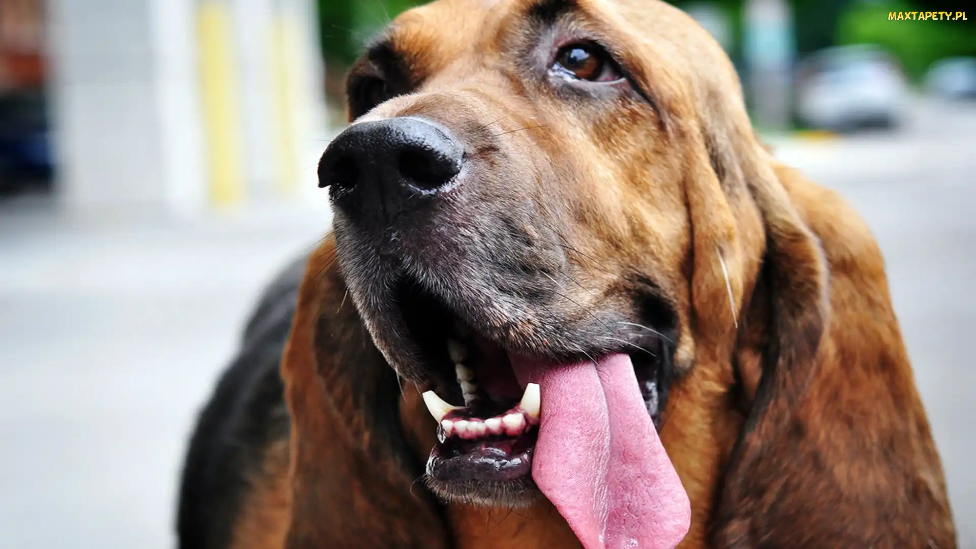 Głowa, Język, Bloodhound
