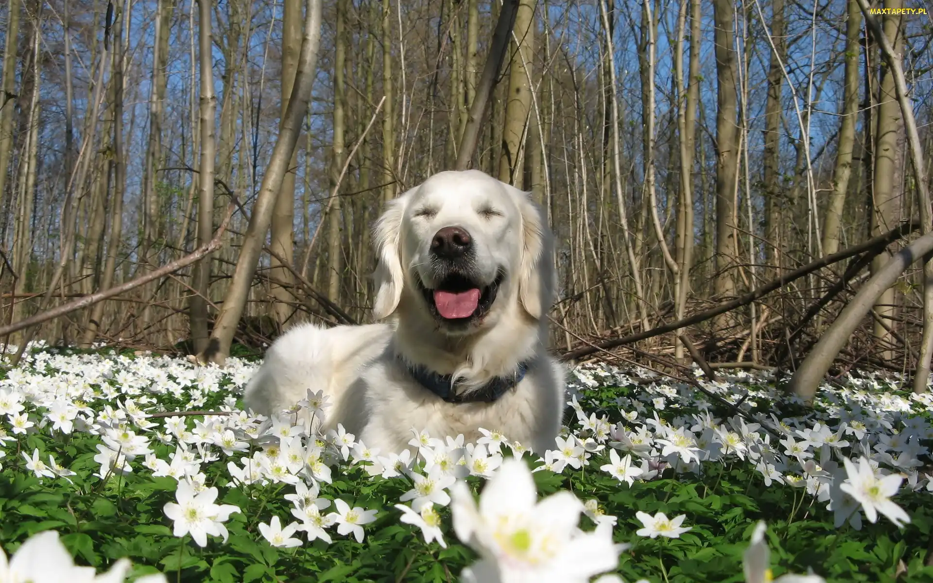 Kwiaty, Drzewa, Golden Retriever