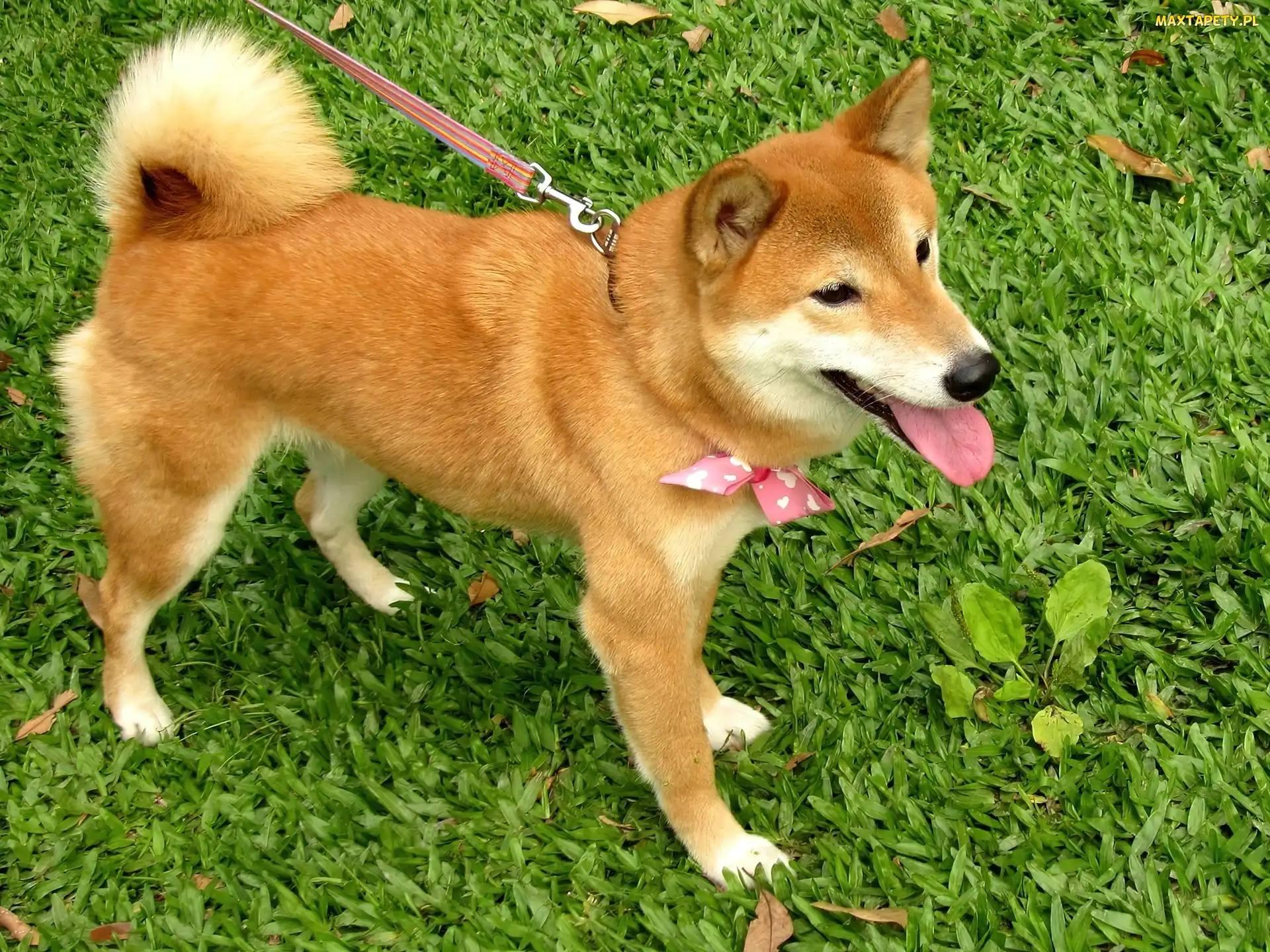 Shiba Inu, Smycz, Trawa, Kokardka