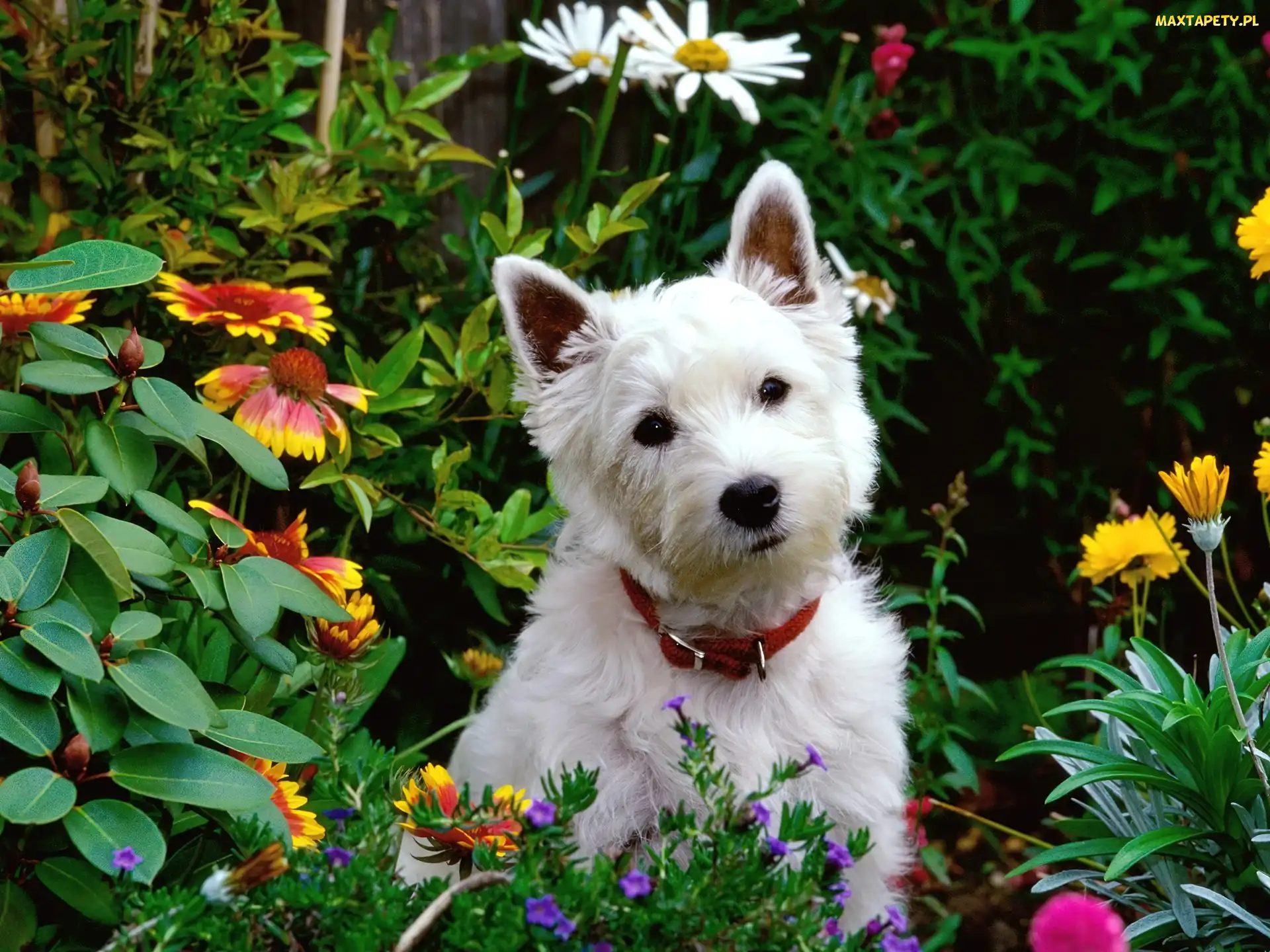 Pies, Ogród, Kwiatki, West highland white terrier, Biały