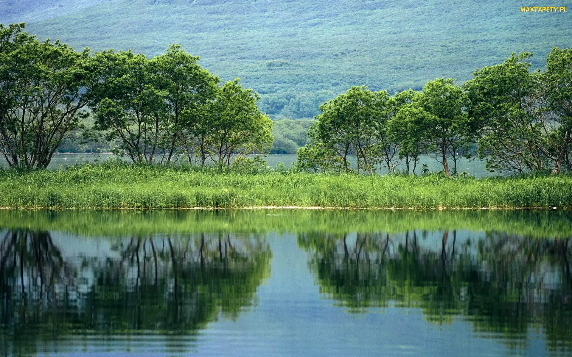 Jezioro, Drzewa, Trawa