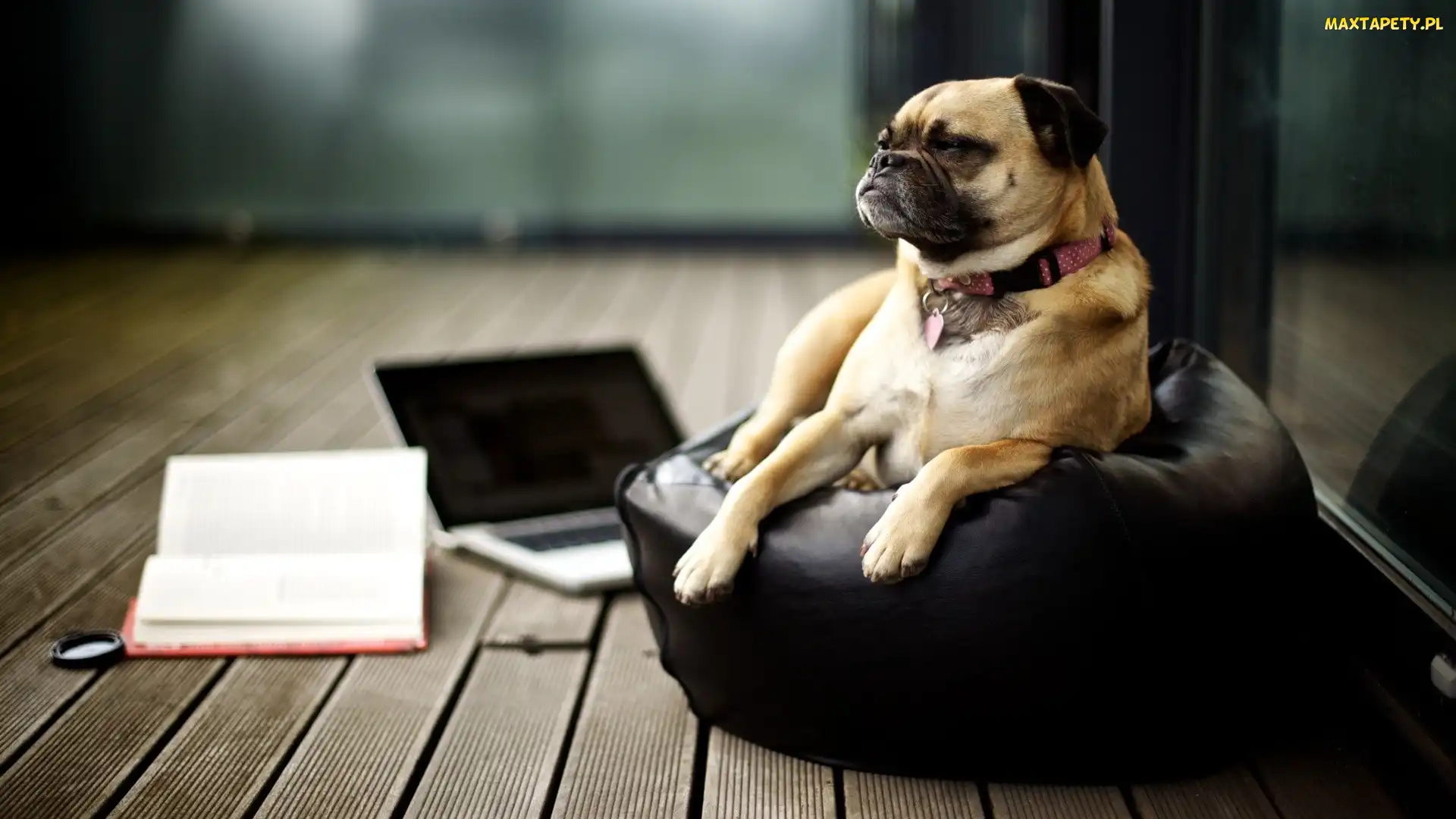 Fotel, Laptop, Pies