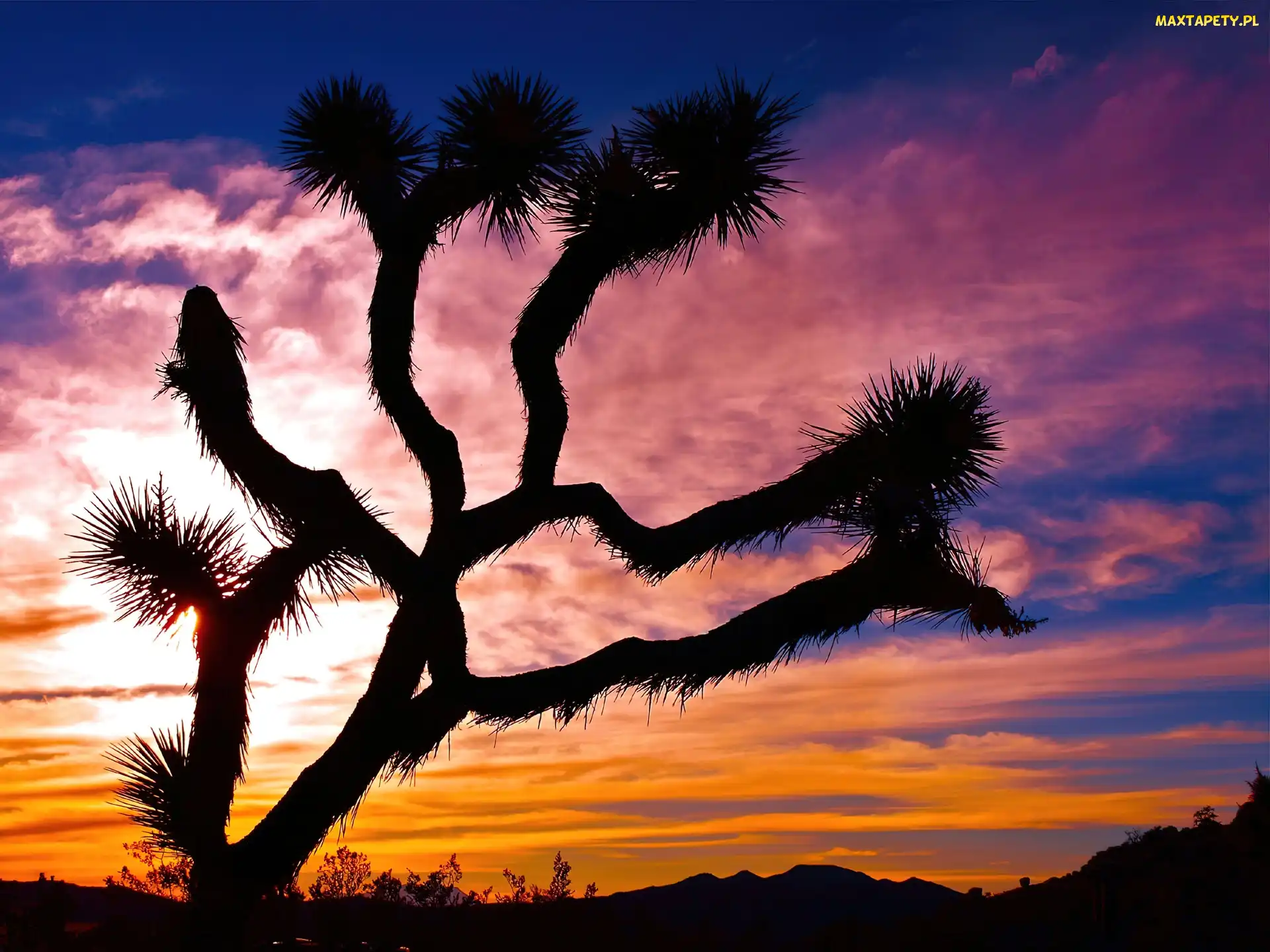 Stan Kalifornia, Jukka krótkolistna, Drzewo Jozuego, Park Narodowy Joshua Tree, Stany Zjednoczone