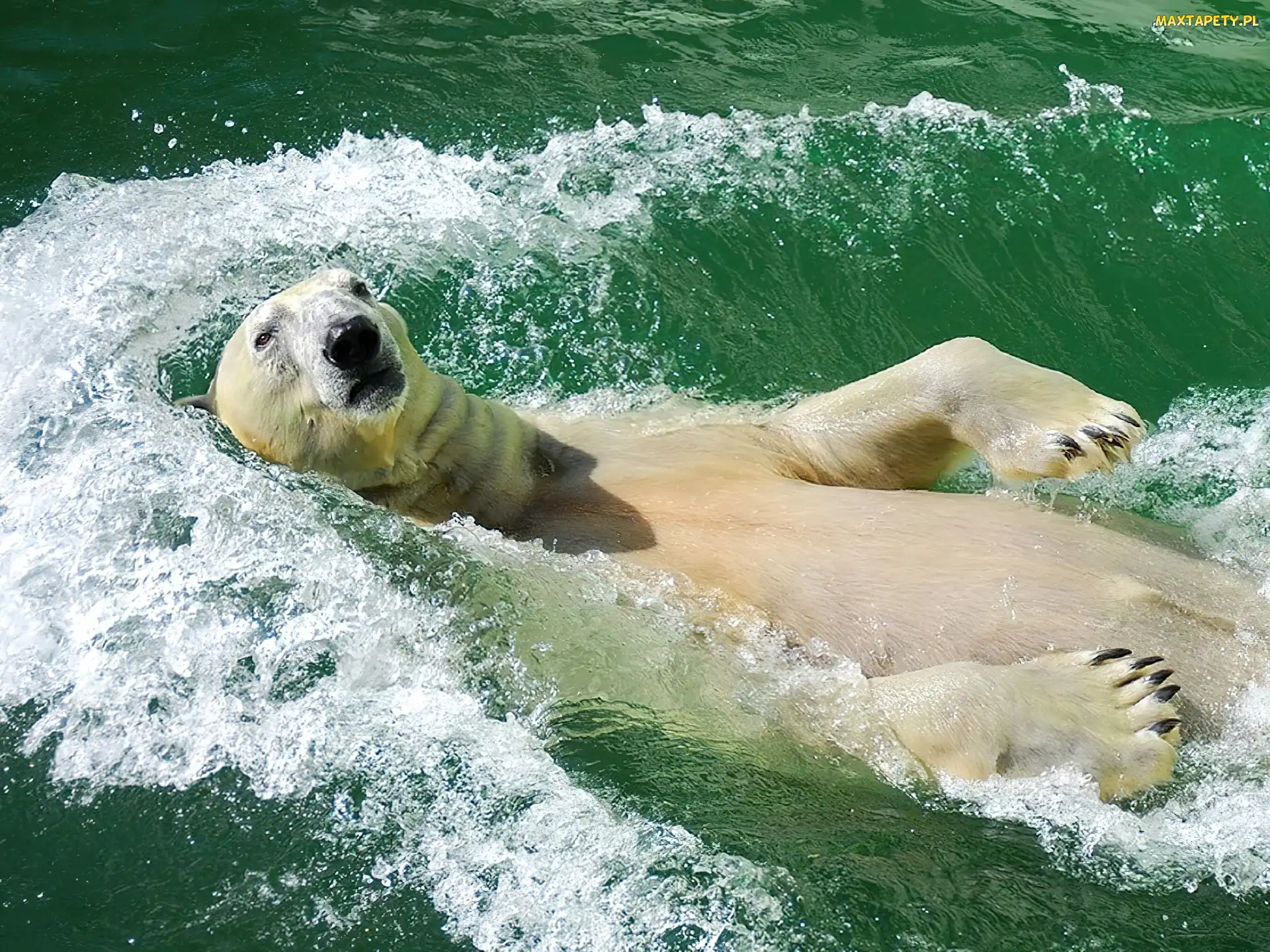 Polarny, Woda, Miś