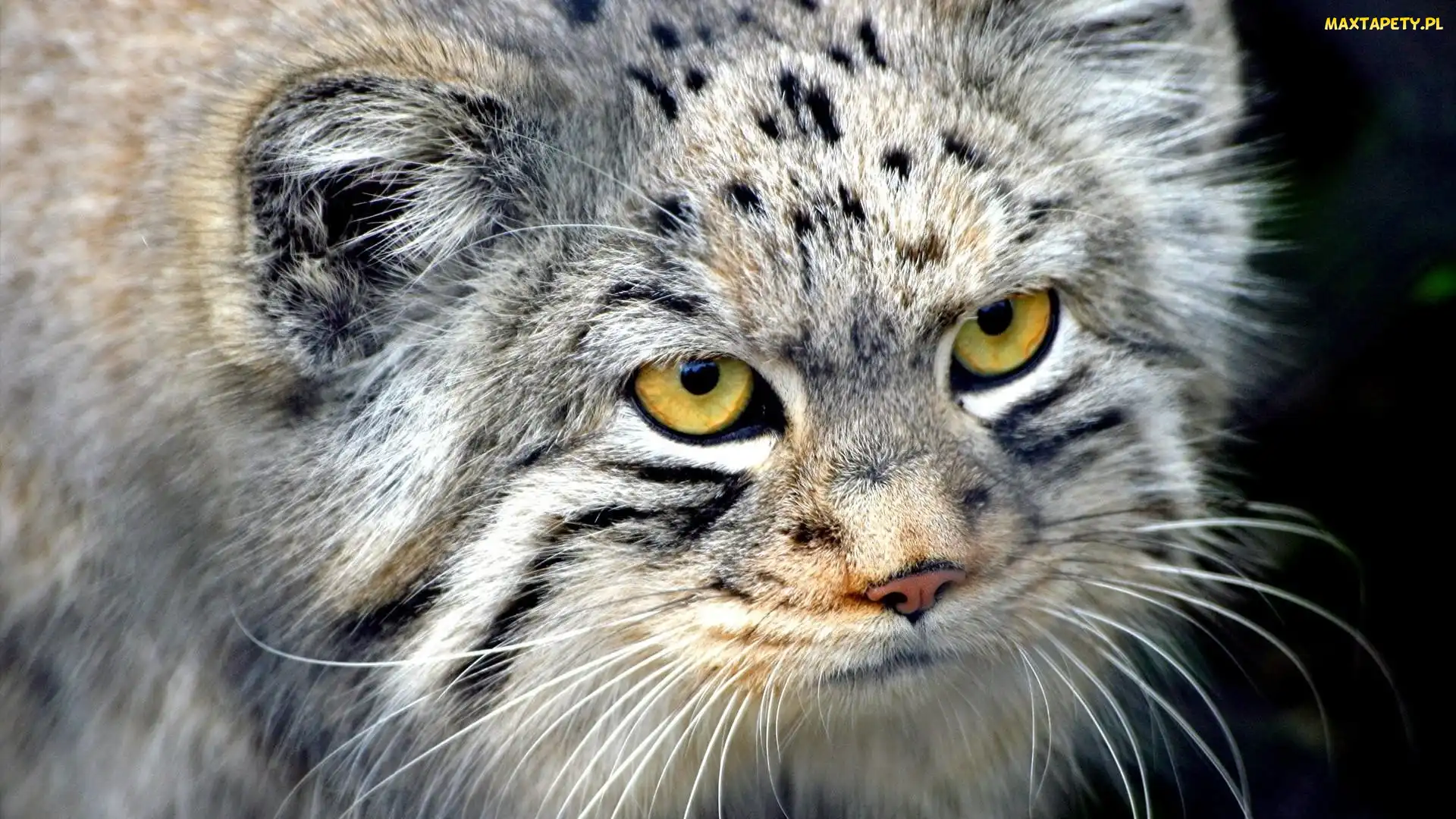 Mordka, Manul