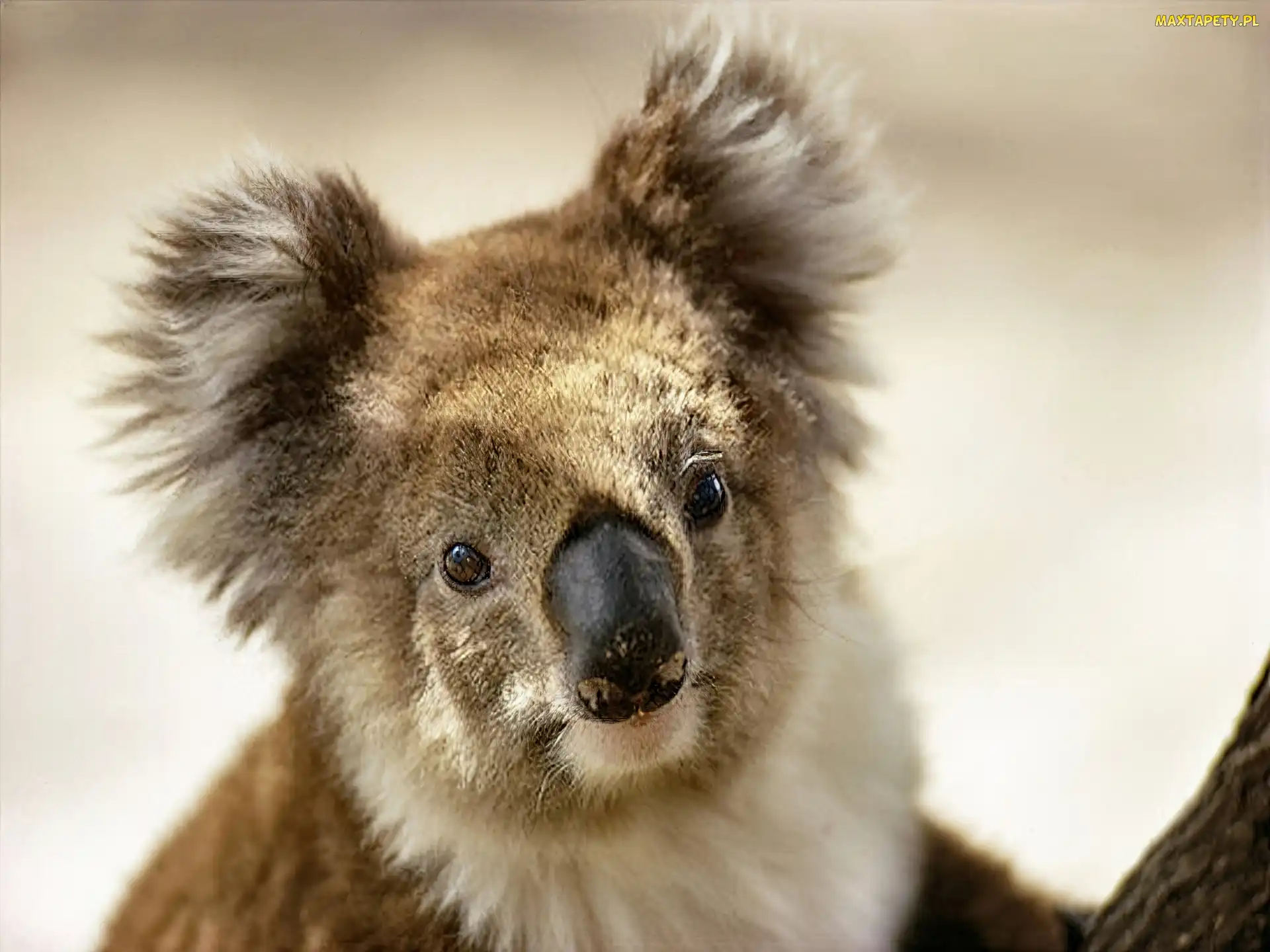 Koala, Miś