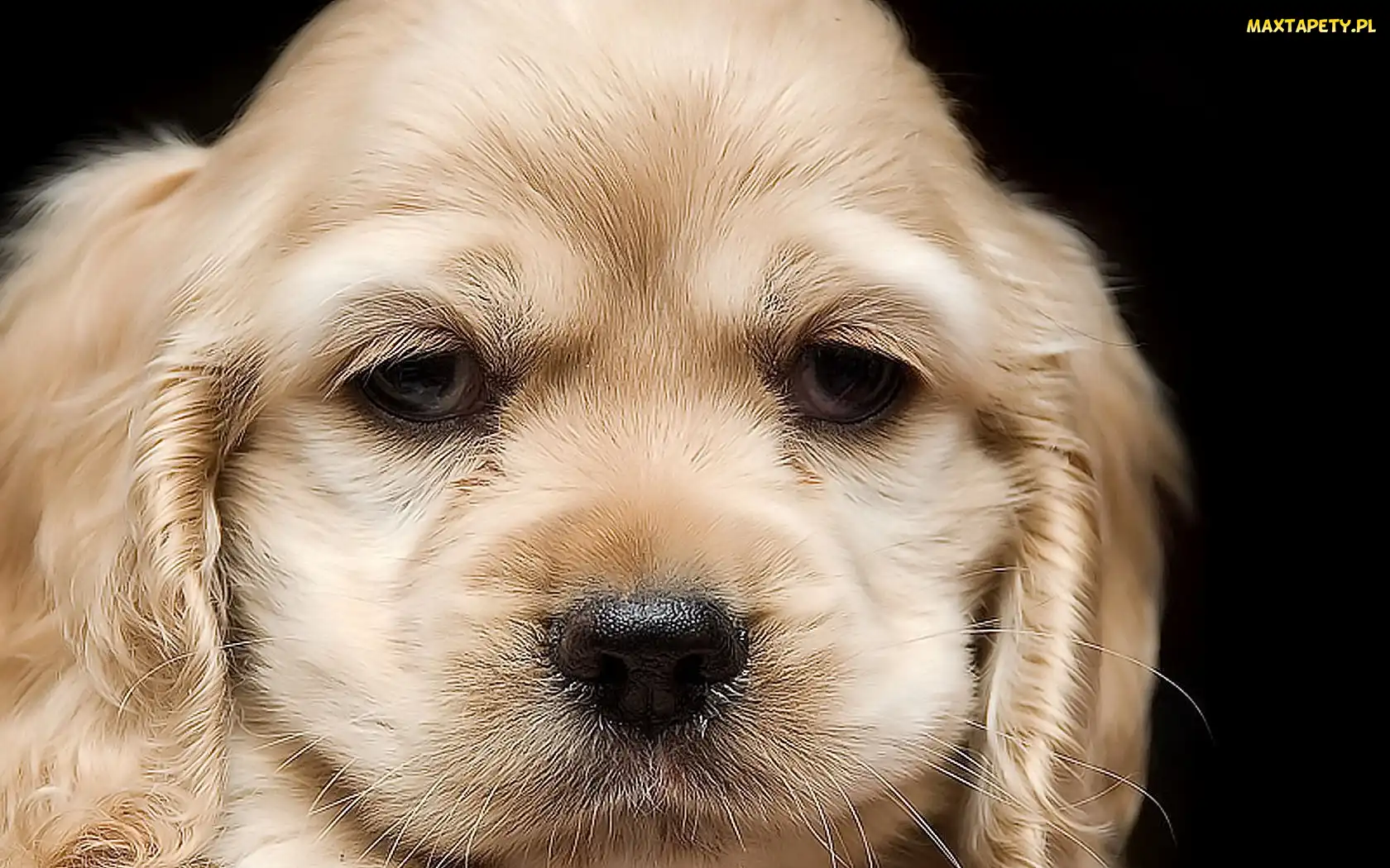 Psa, Cocker spaniel, Mordka