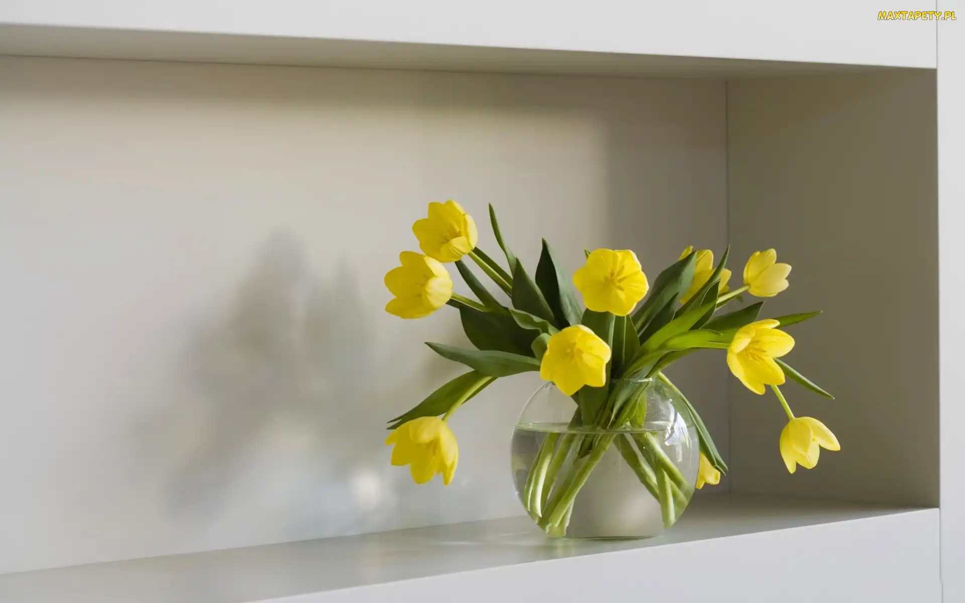 Żółte, Tulipany