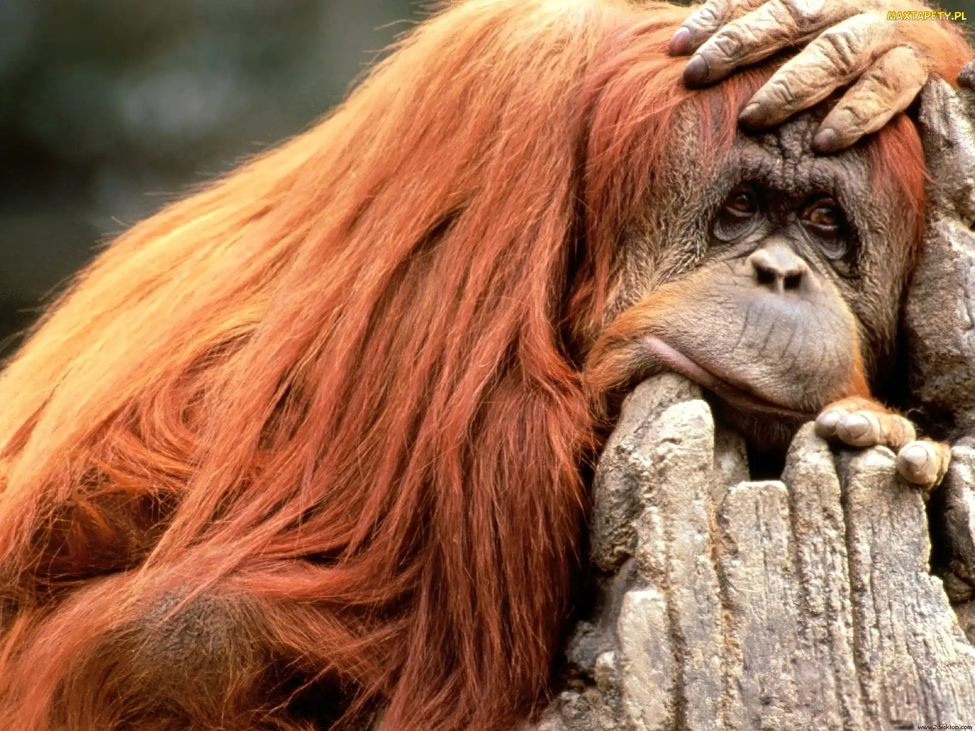 Małpa, Orangutan, Smutna