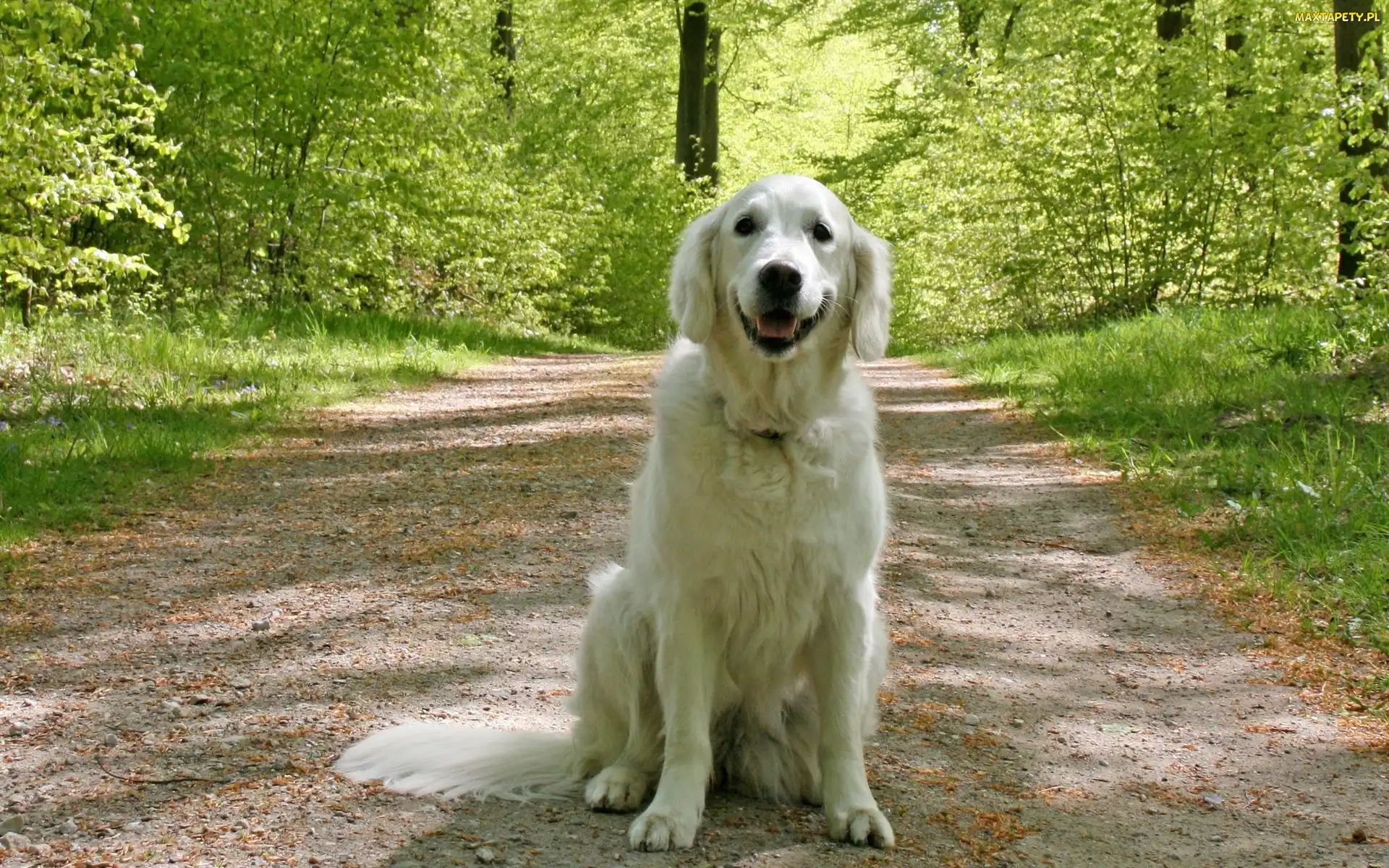 Golden Retriever, Droga, Pies, Las